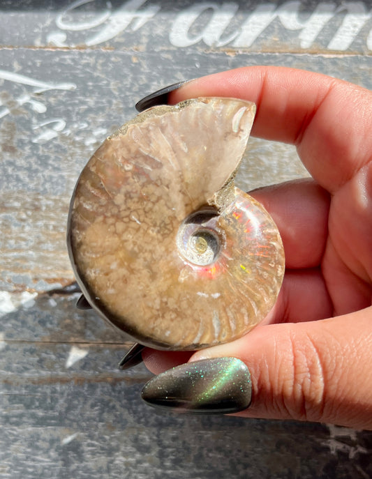 Gorgeous Opalized Ammonite Fossil Opt 35D