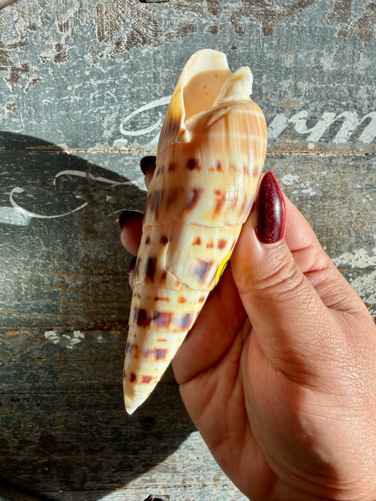 Gorgeous Natural Cone Shell | Opt G