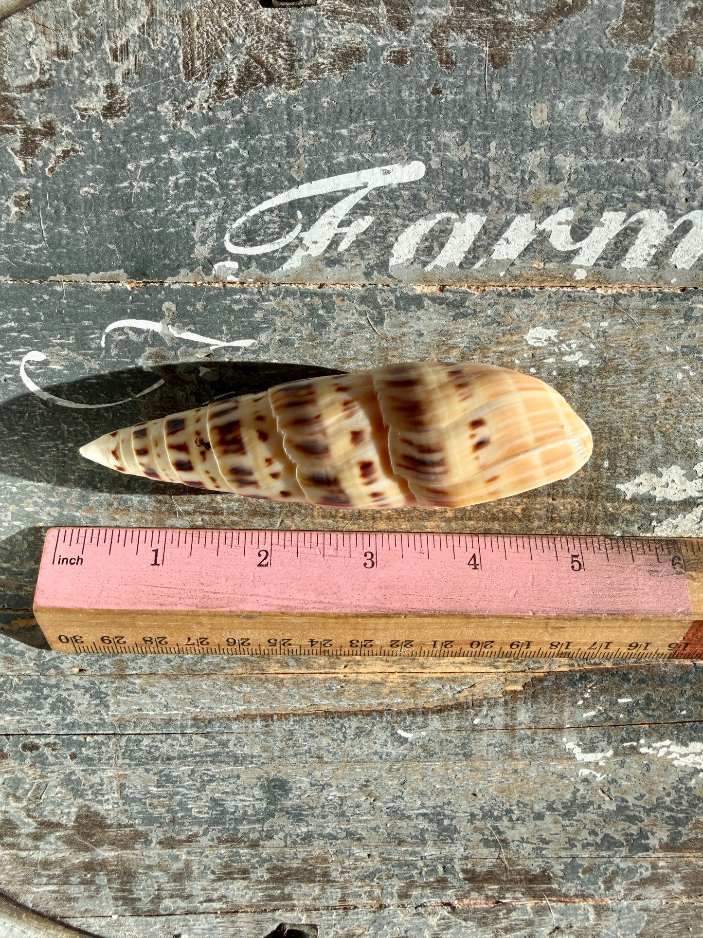 Gorgeous Natural Cone Shell | Opt G