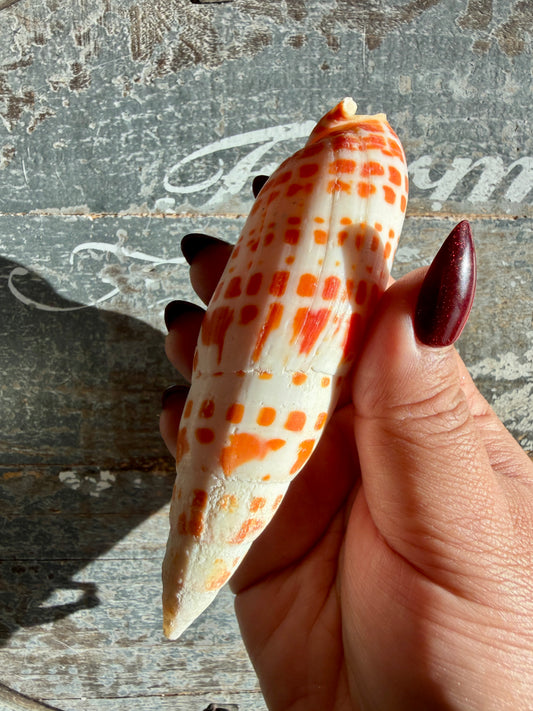 Gorgeous Natural Cone Shell | Opt E