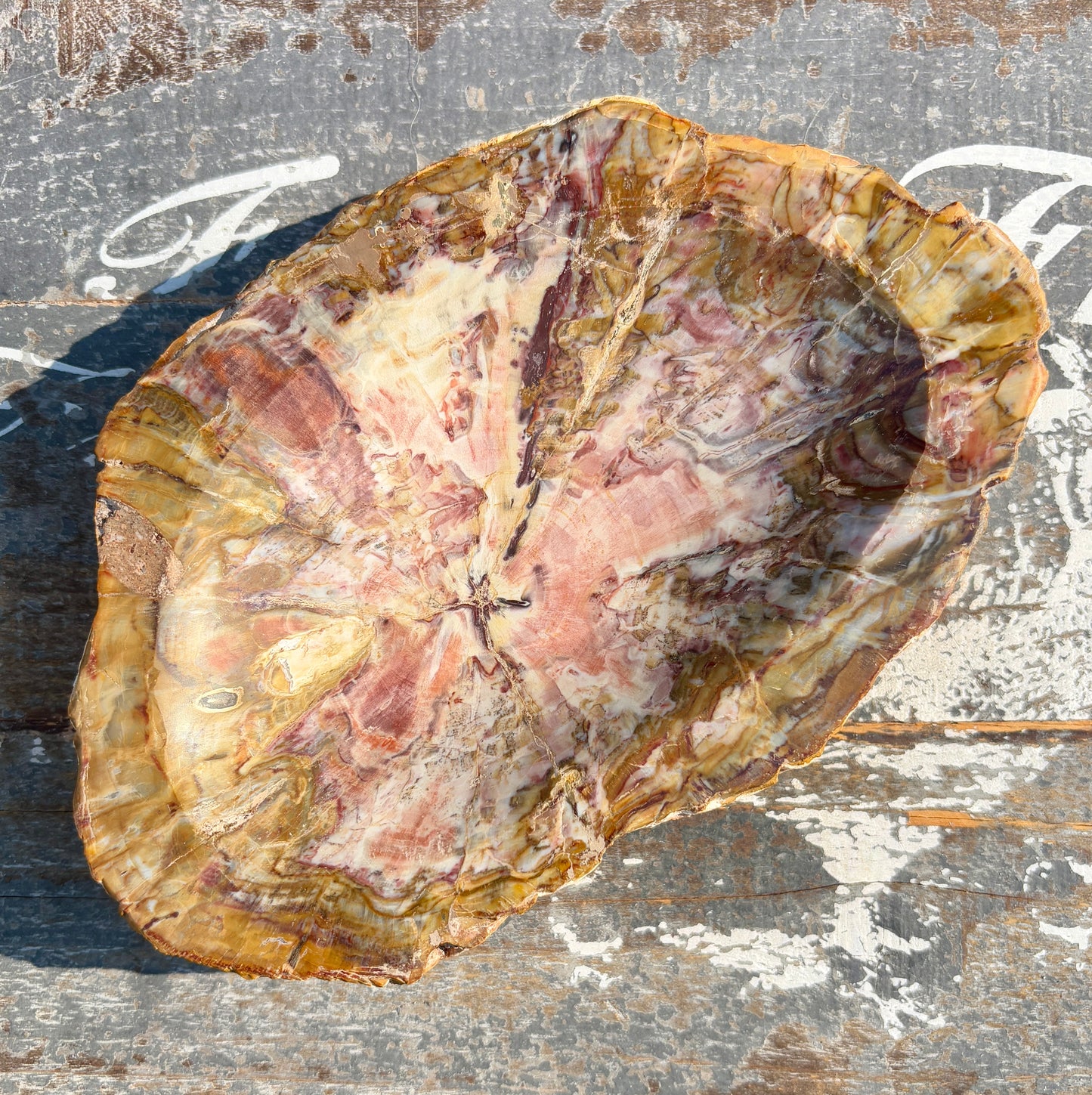 Gorgeous High Grade Petrified Wood Bowl