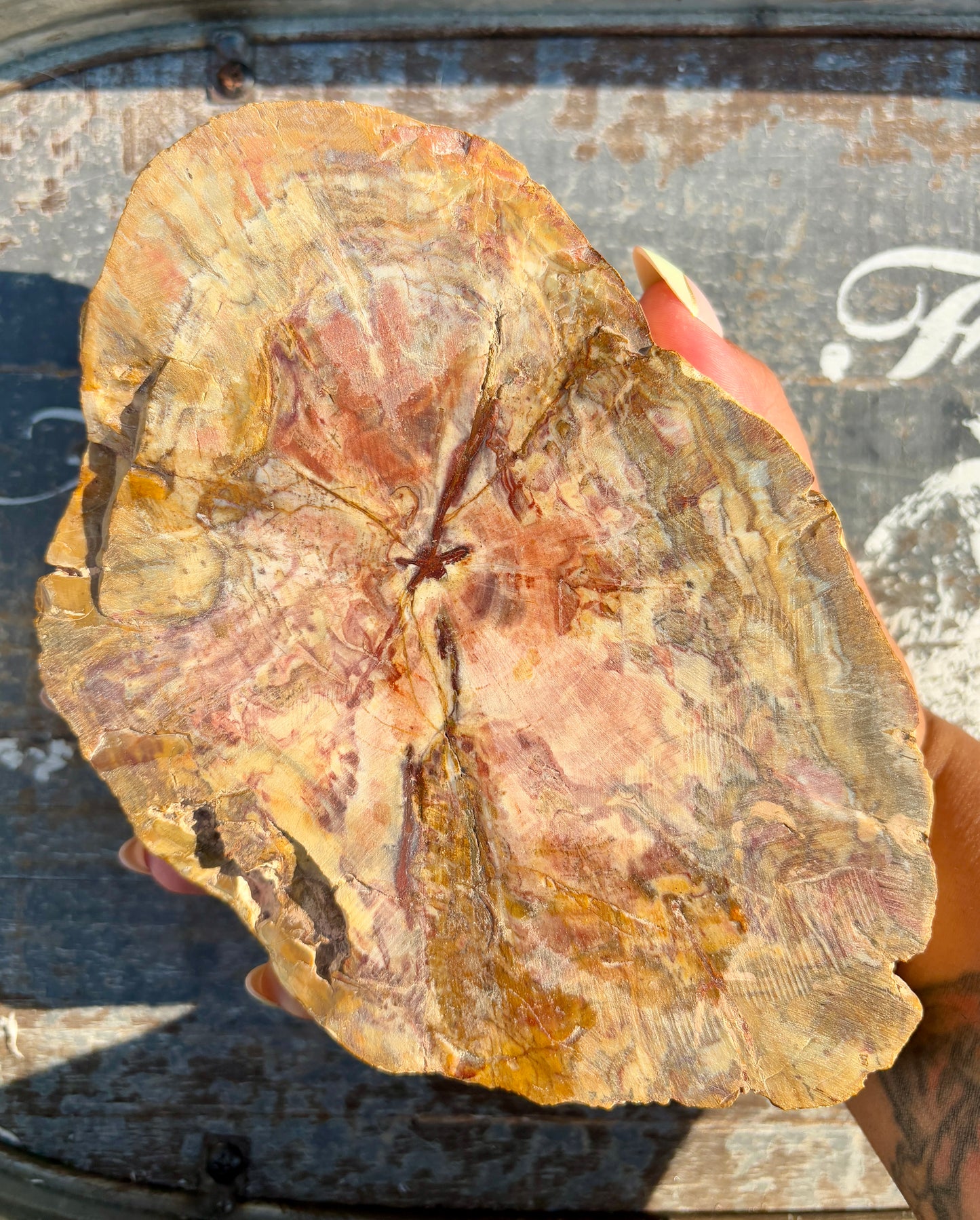 Gorgeous High Grade Petrified Wood Bowl