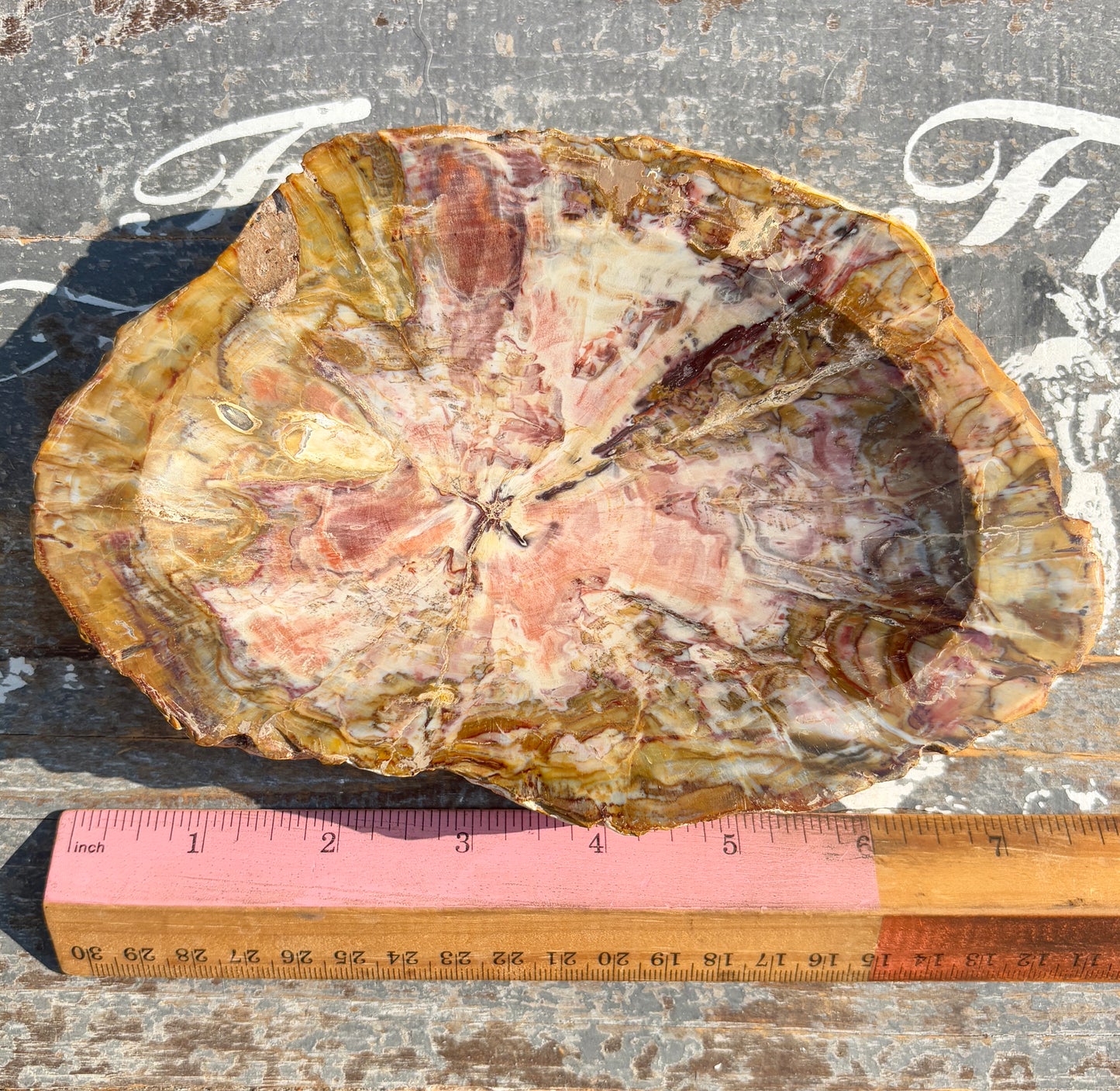 Gorgeous High Grade Petrified Wood Bowl