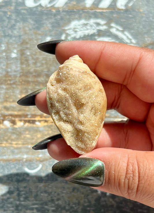 Gorgeous Opal Azotic Coated Fossilized Druzy Shell *Tucson Gem Show Exclusive*