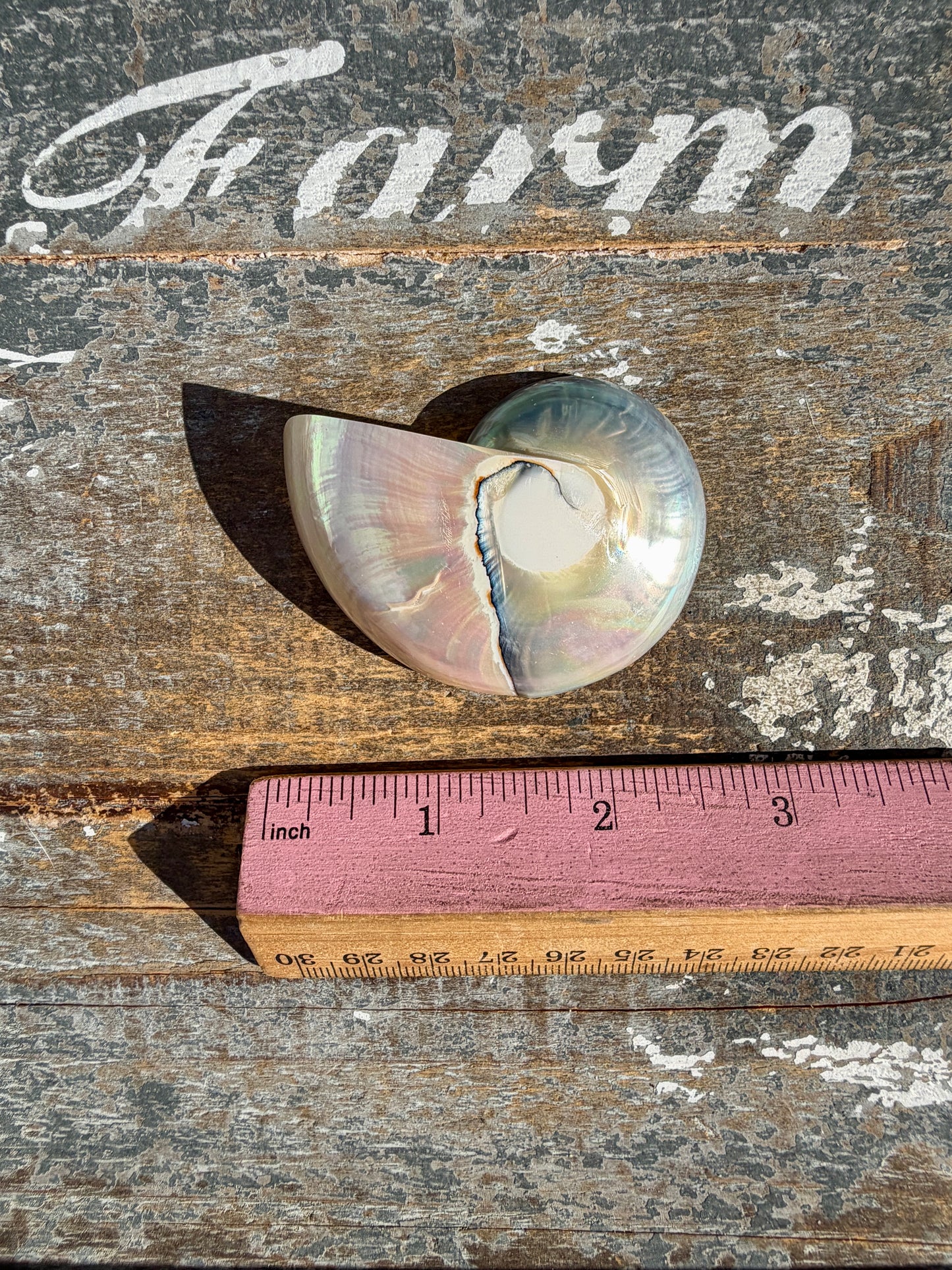 Gorgeous Two Toned Iridescent Shell | Opt 54