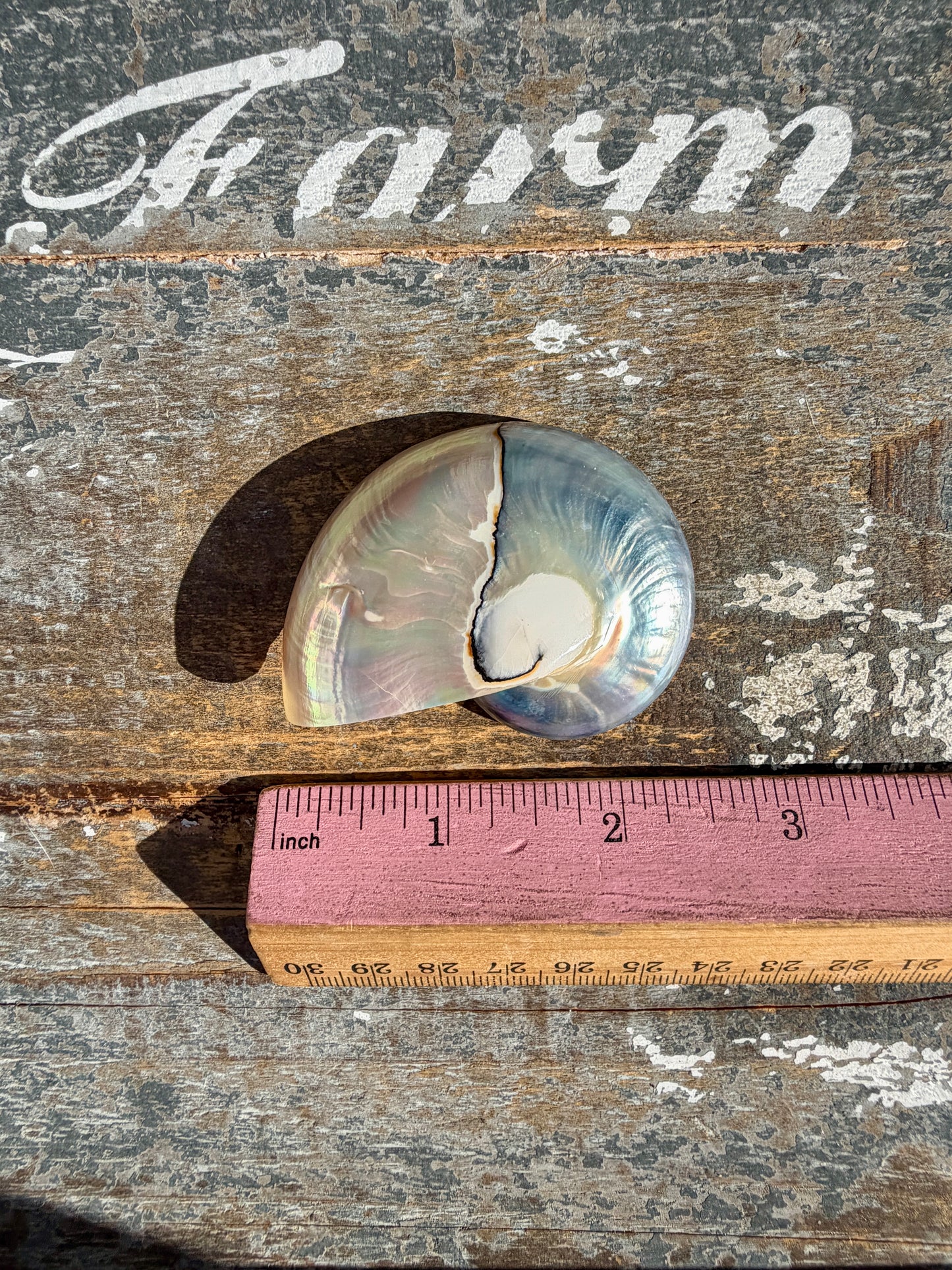 Gorgeous Two Toned Iridescent Shell | Opt 53