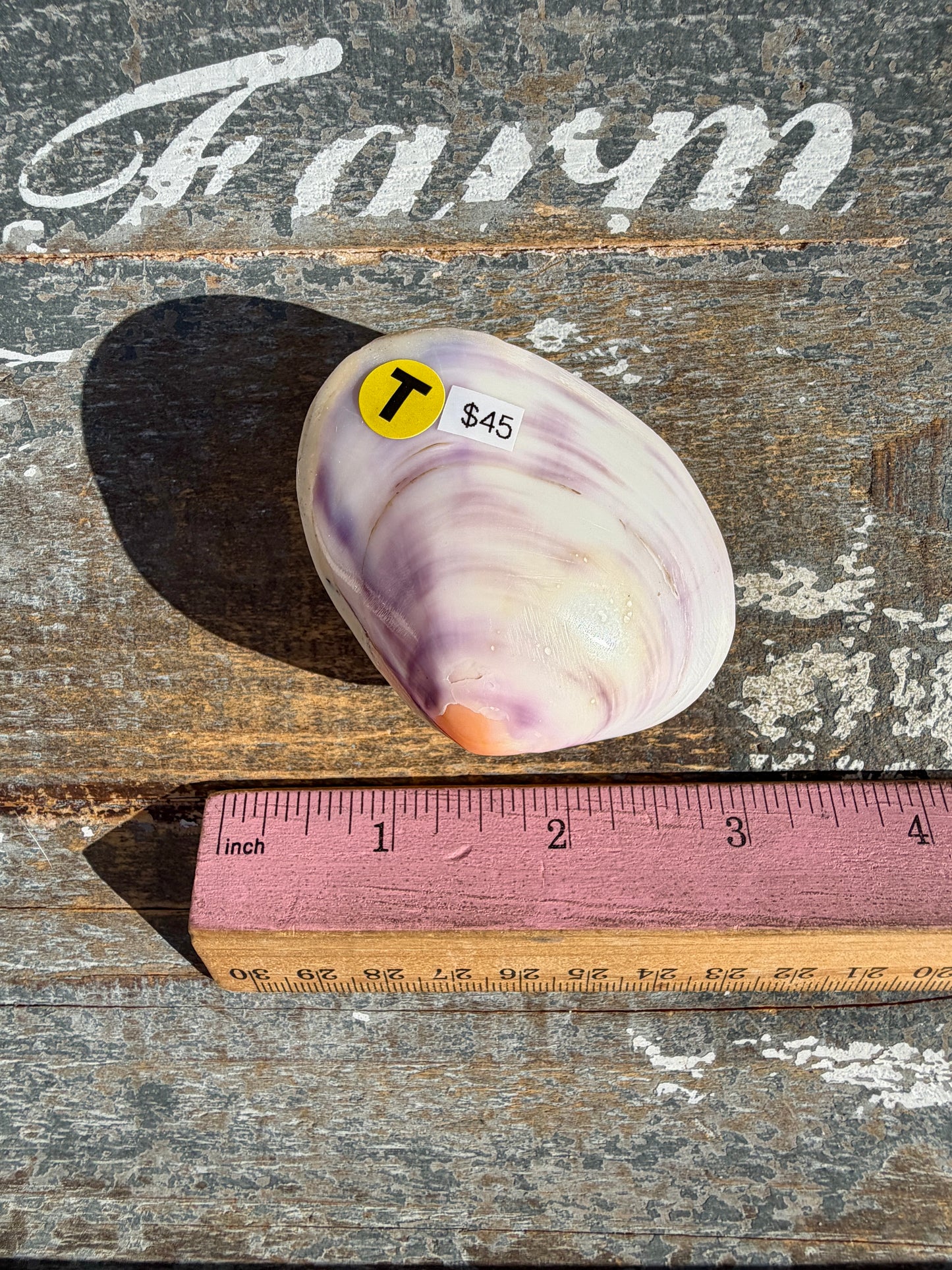Gorgeous Lavender Shell | Opt T