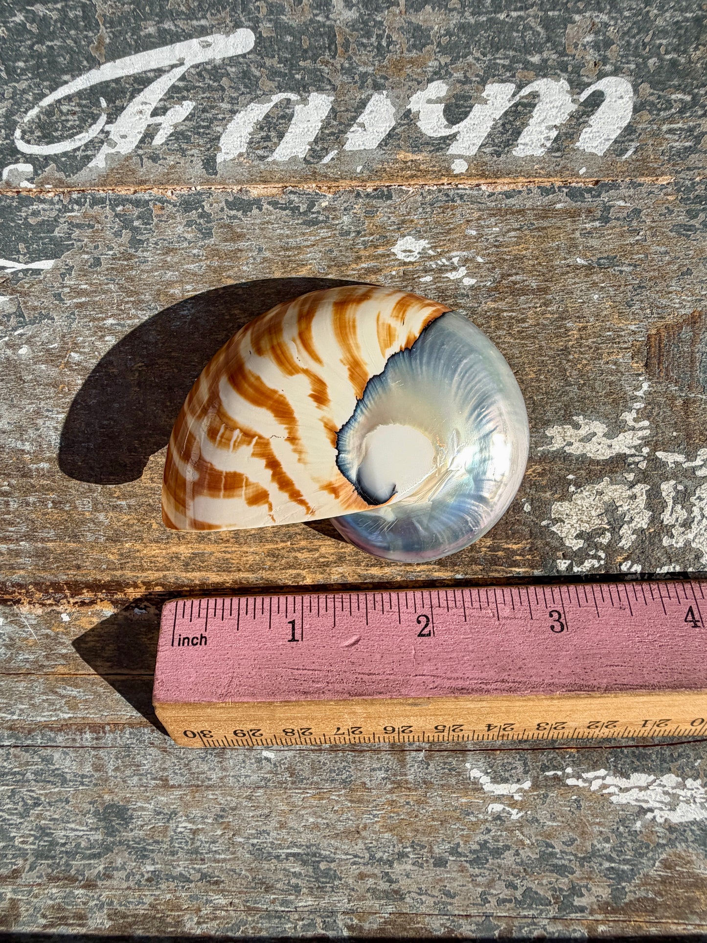 Gorgeous Striped Opalescent Shell | Opt R