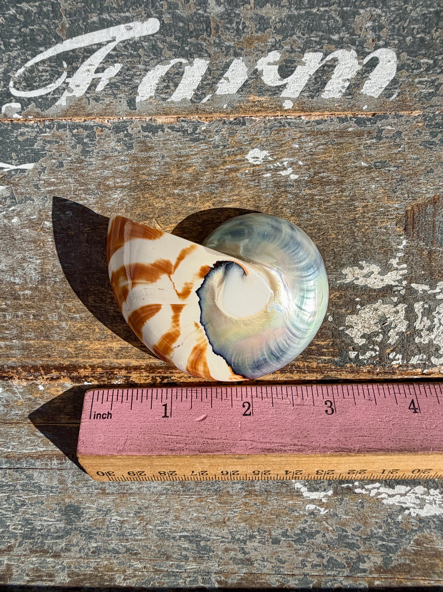 Gorgeous Striped Opalescent Shell | Opt Q