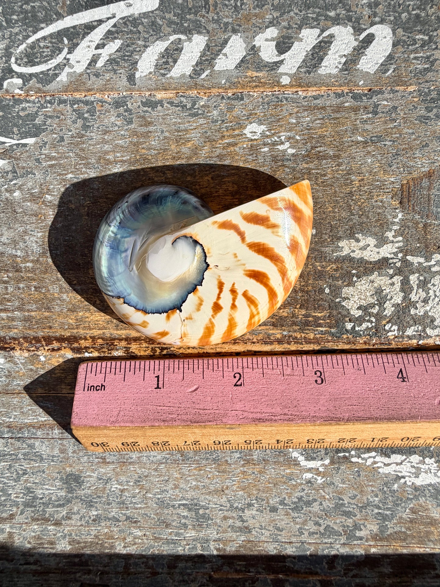 Gorgeous Striped Opalescent Shell | Opt S