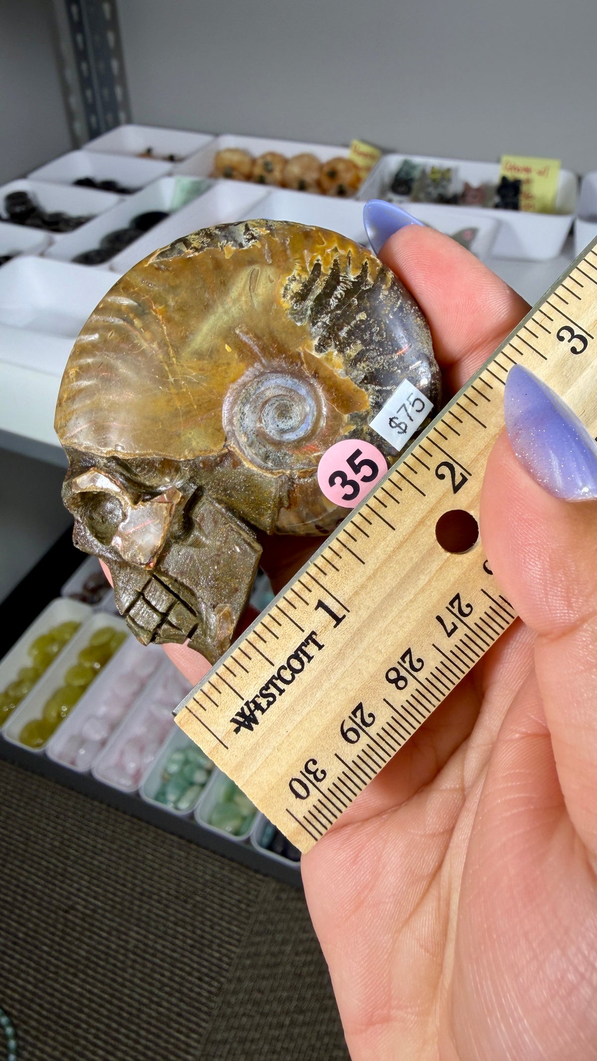 Gorgeous Ammonite Fossil Hand Carved Skull (Red Flash) Opt 35