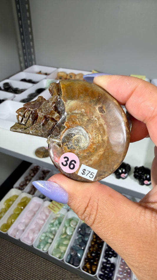Gorgeous Ammonite Fossil Hand Carved Skull (Red Flash) Opt 36