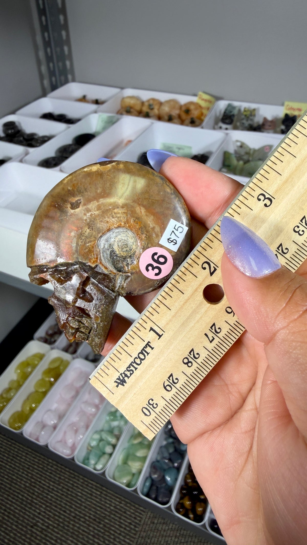 Gorgeous Ammonite Fossil Hand Carved Skull (Red Flash) Opt 36