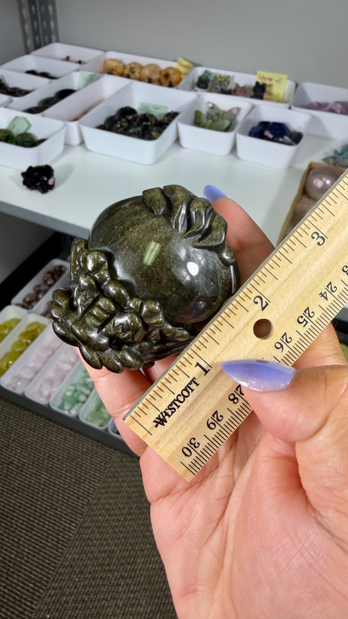 Gorgeous Gold Sheen Dragon Turtle | Opt 14