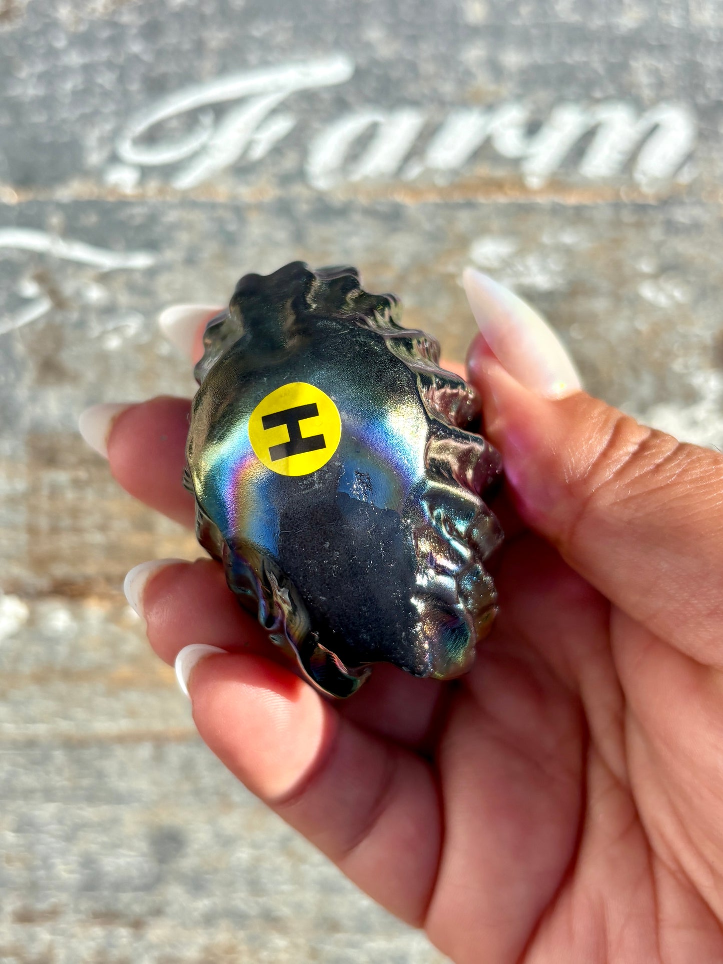Gorgeous Aura Clam | Opt H