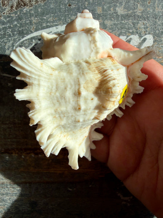 Gorgeous Decorative Natural Murex Shell | Opt A