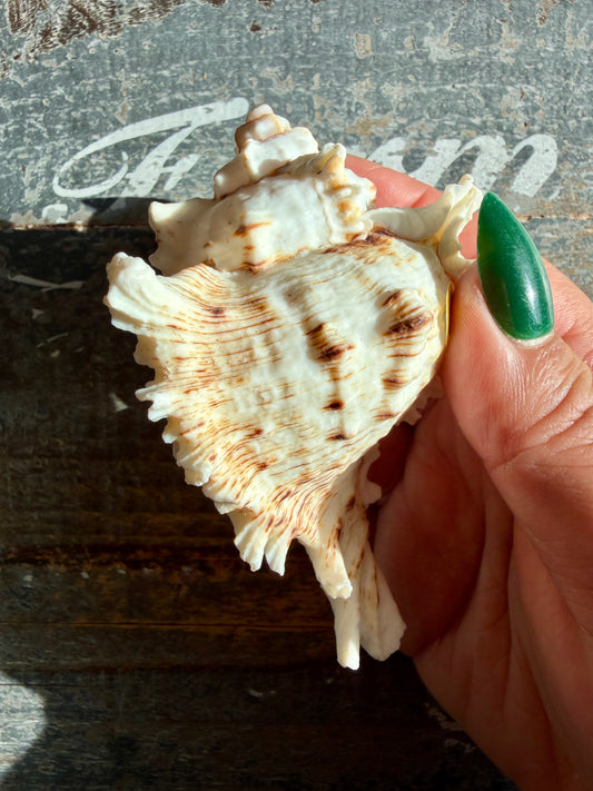 Gorgeous Decorative Natural Murex Shell | Opt E