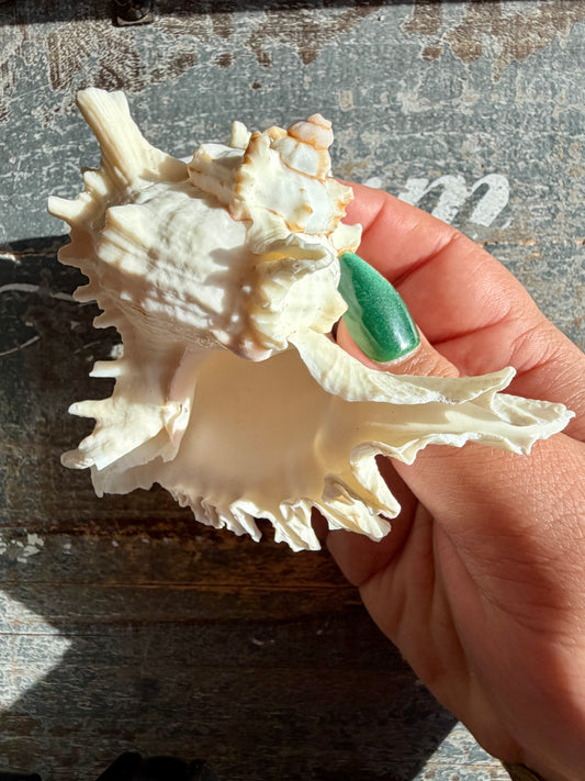 Gorgeous Decorative Natural Murex Shell | Opt C