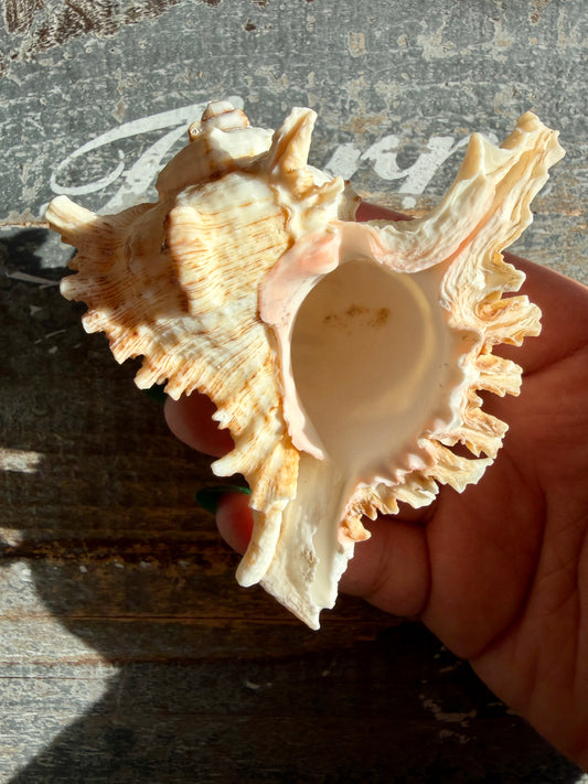 Gorgeous Decorative Natural Murex Shell | Opt B