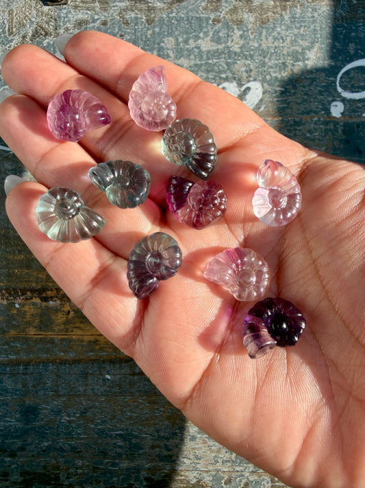One (1) Mini Rainbow Fluorite Shell | Intuitively Chosen