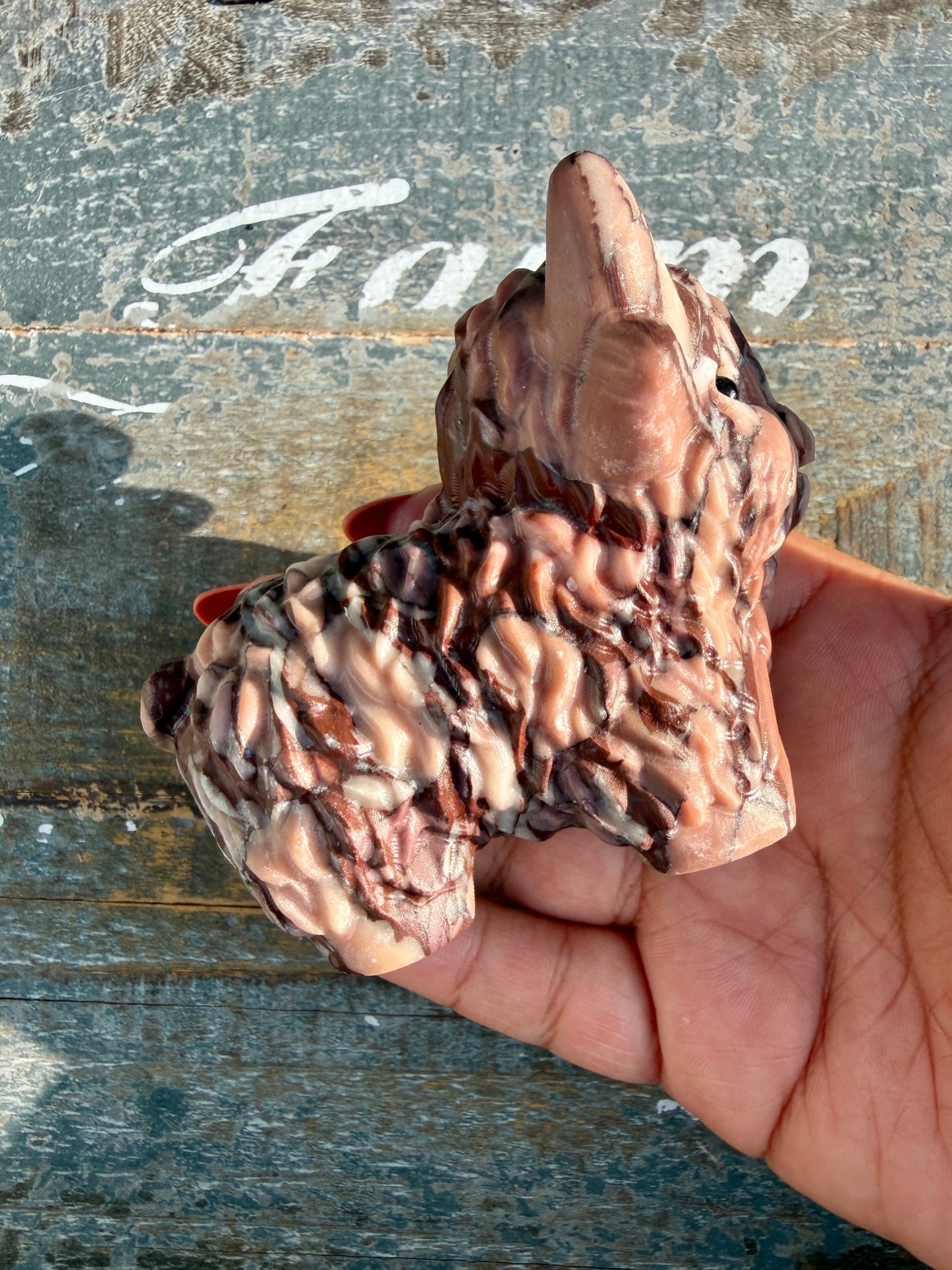 Adorable Desert Plain Jasper Highland Cow | Opt Z