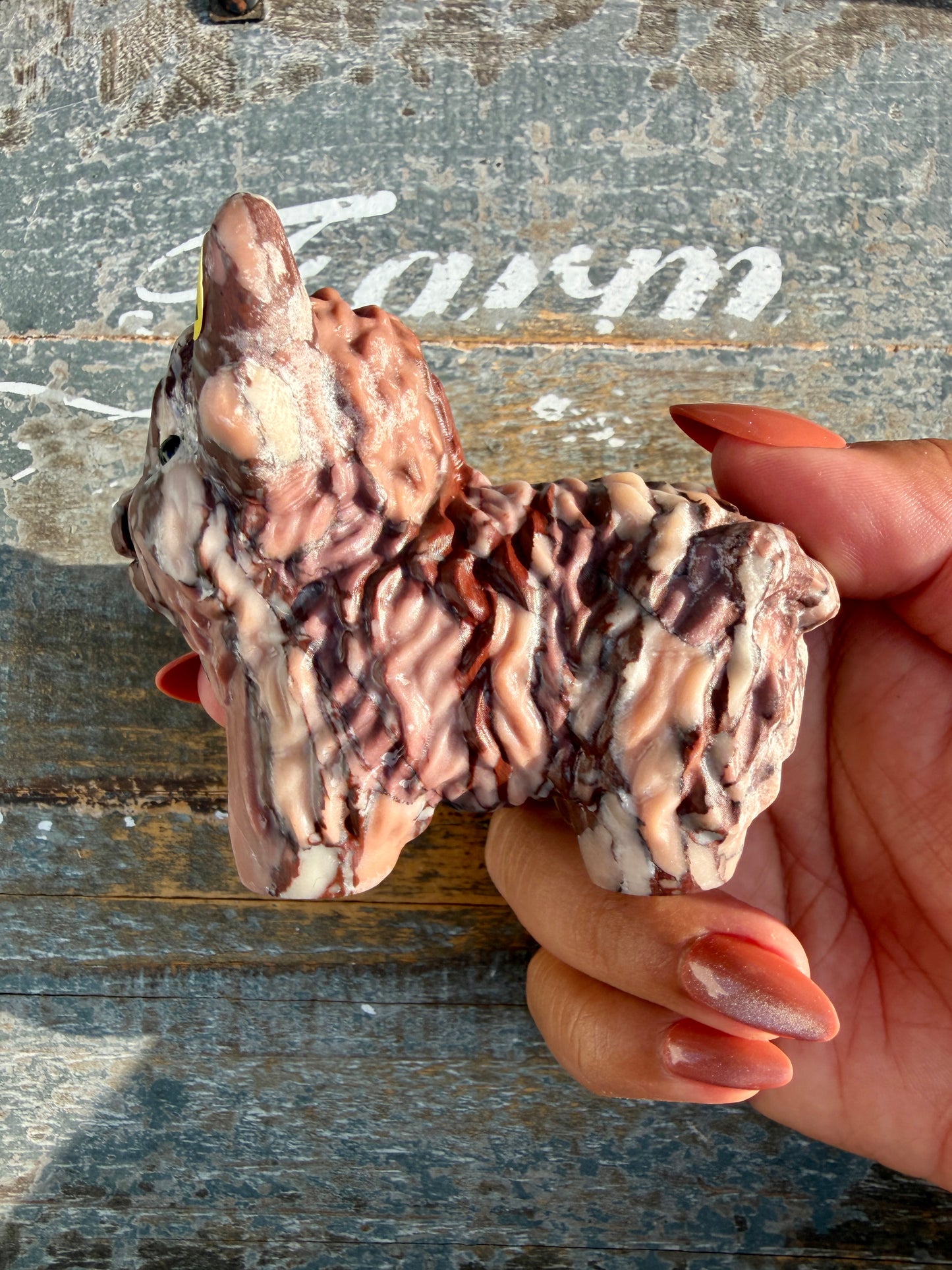 Adorable Desert Plain Jasper Highland Cow | Opt Z
