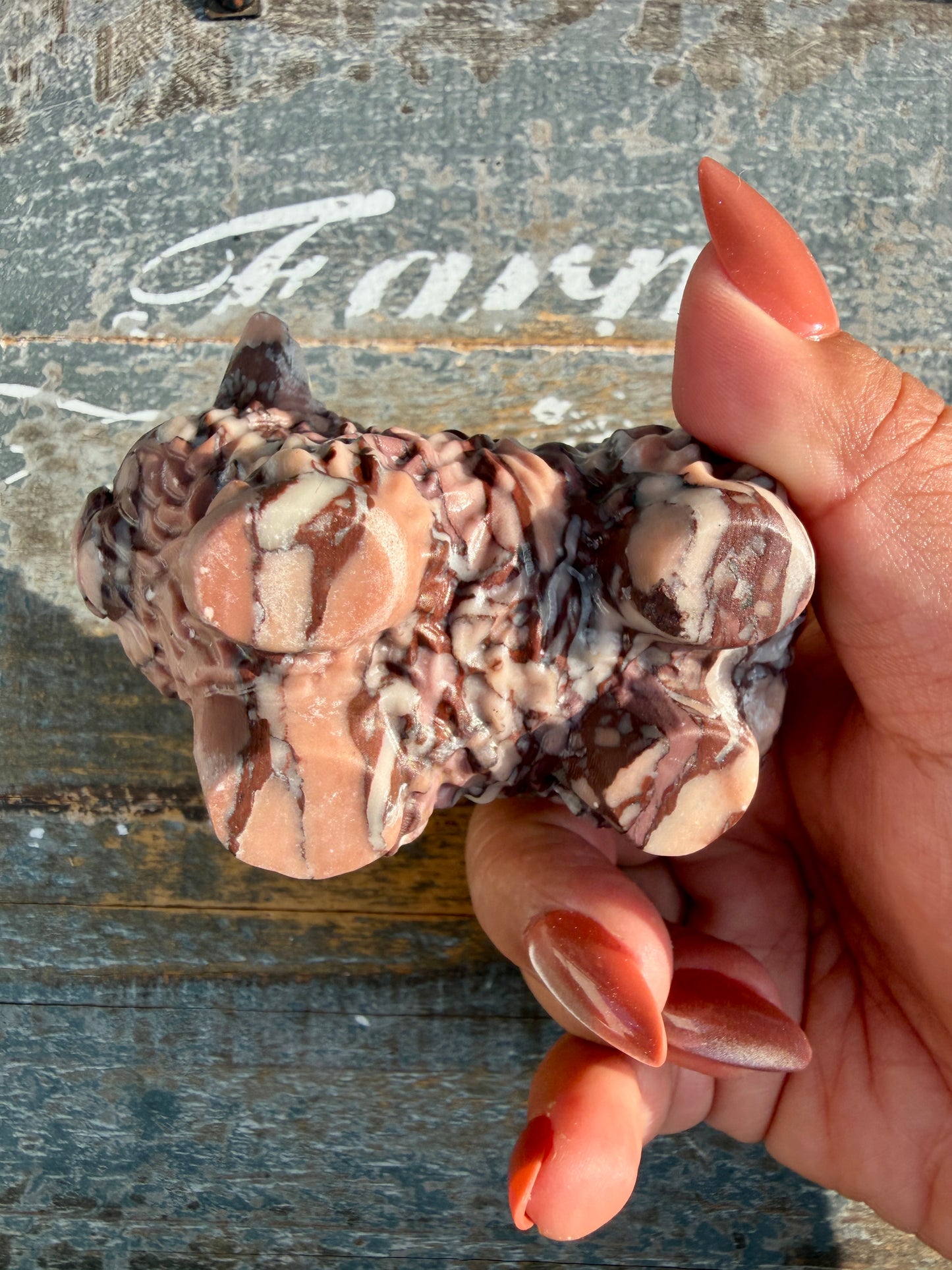 Adorable Desert Plain Jasper Highland Cow | Opt Z