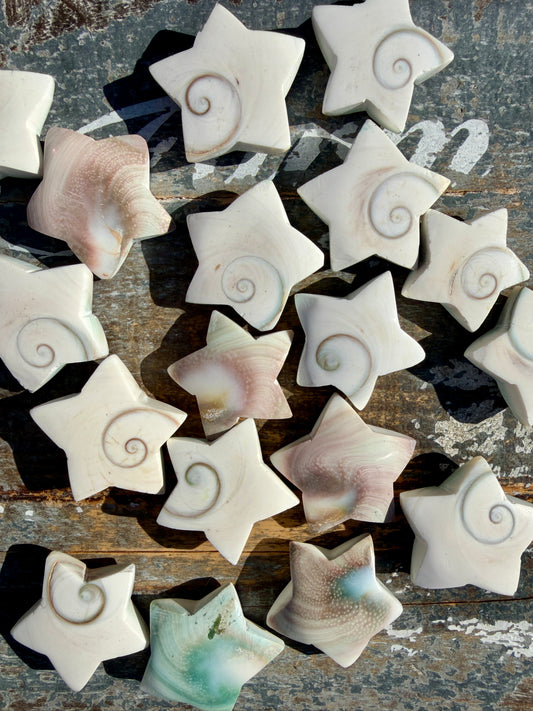 One (1) Gorgeous Shiva Eye Shell Stars | Intuitively Chosen