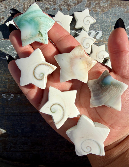 One (1) Gorgeous Shiva Eye Shell Stars | Intuitively Chosen