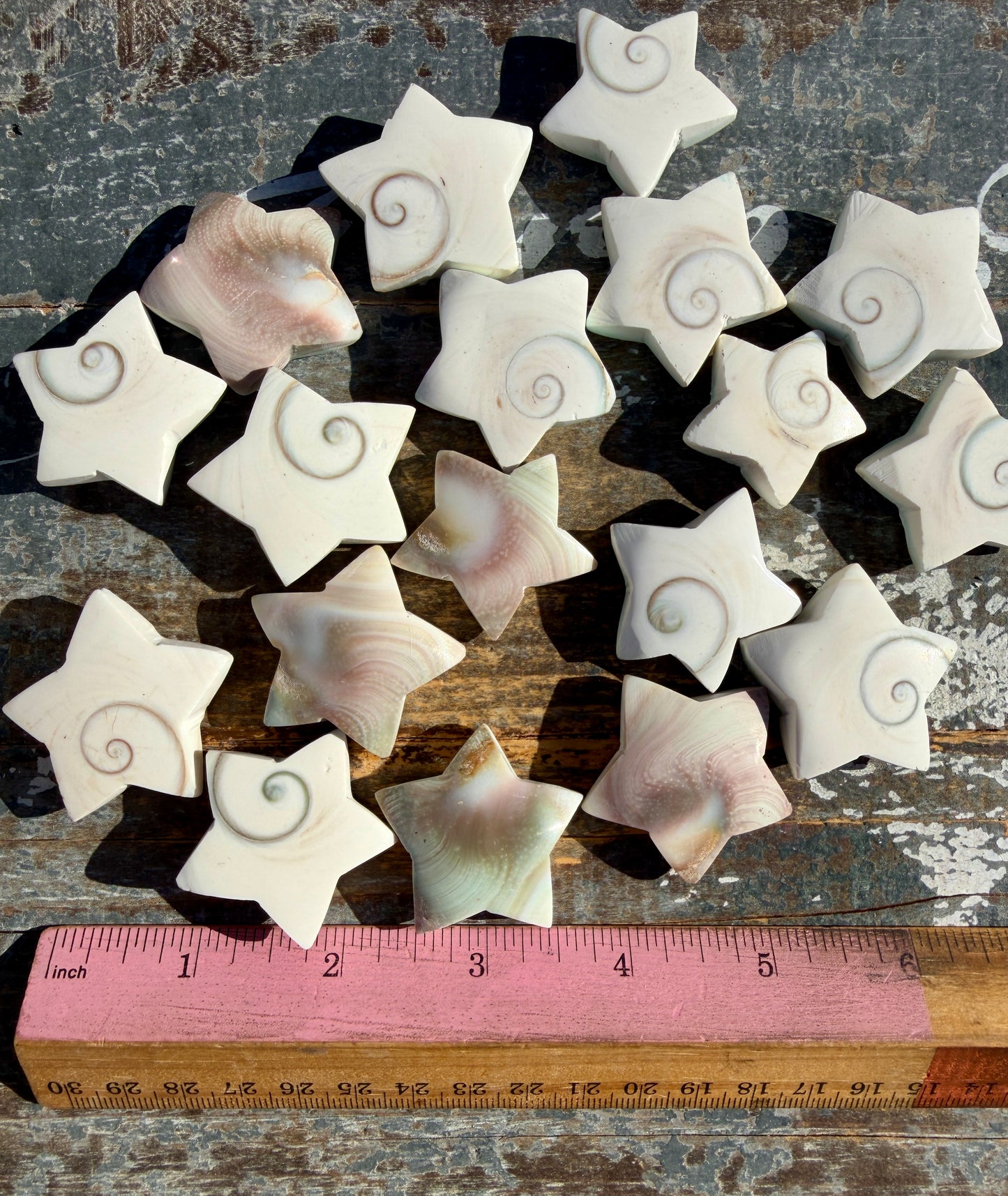 One (1) Gorgeous Shiva Eye Shell Stars | Intuitively Chosen