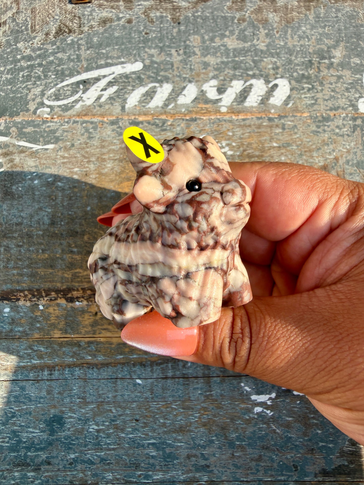 Adorable Desert Plain Jasper Highland Cow | Opt X