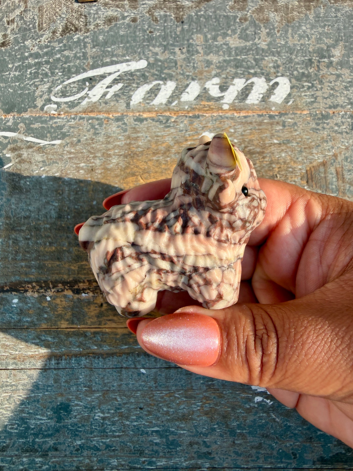 Adorable Desert Plain Jasper Highland Cow | Opt X