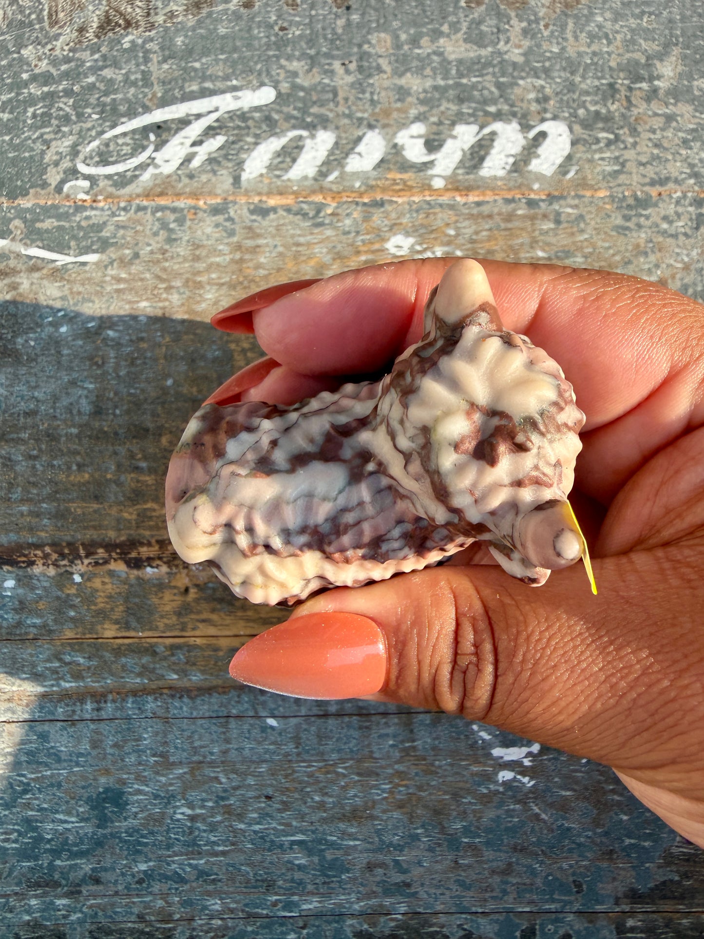 Adorable Desert Plain Jasper Highland Cow | Opt X
