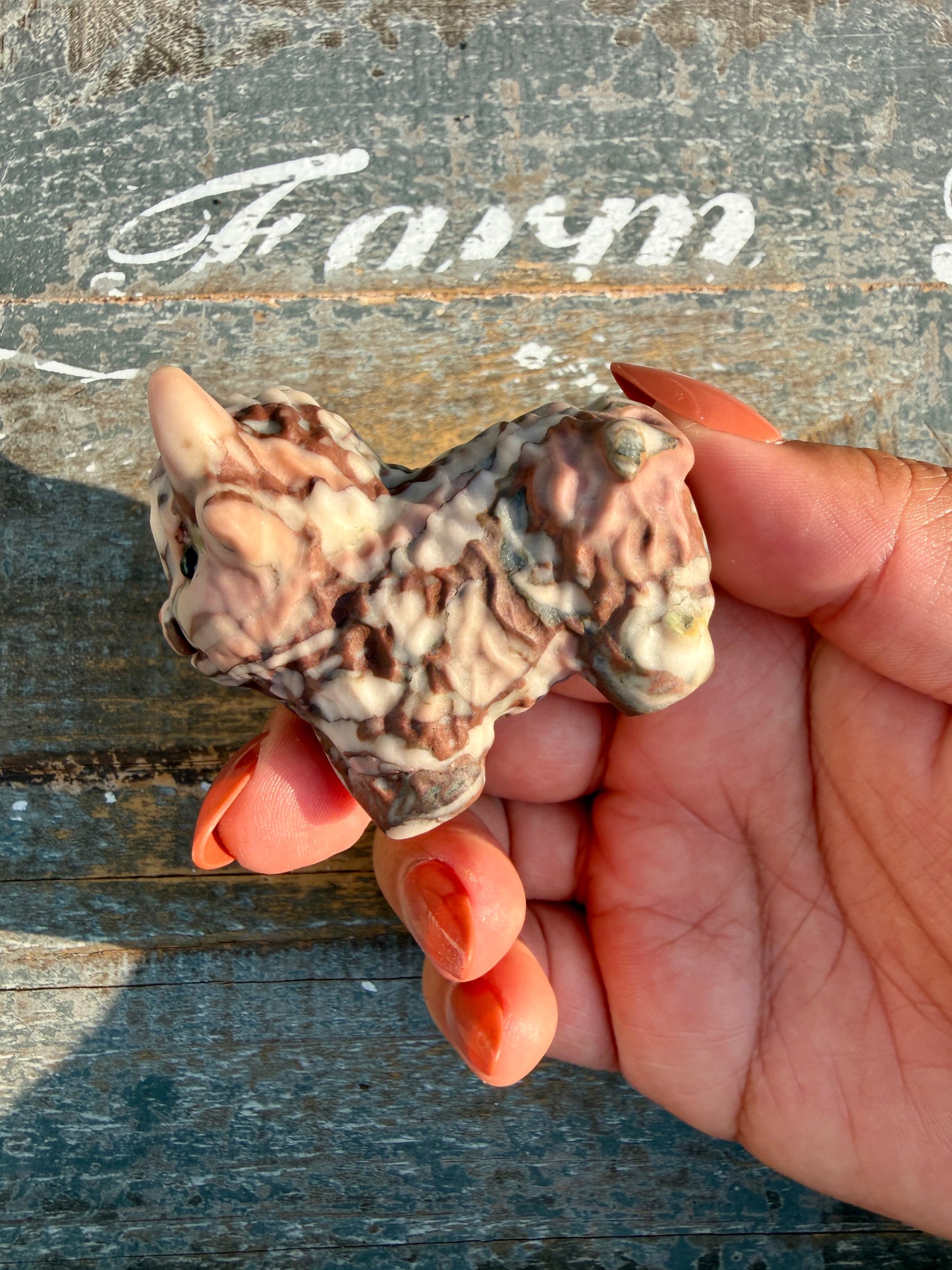 Adorable Desert Plain Jasper Highland Cow | Opt X