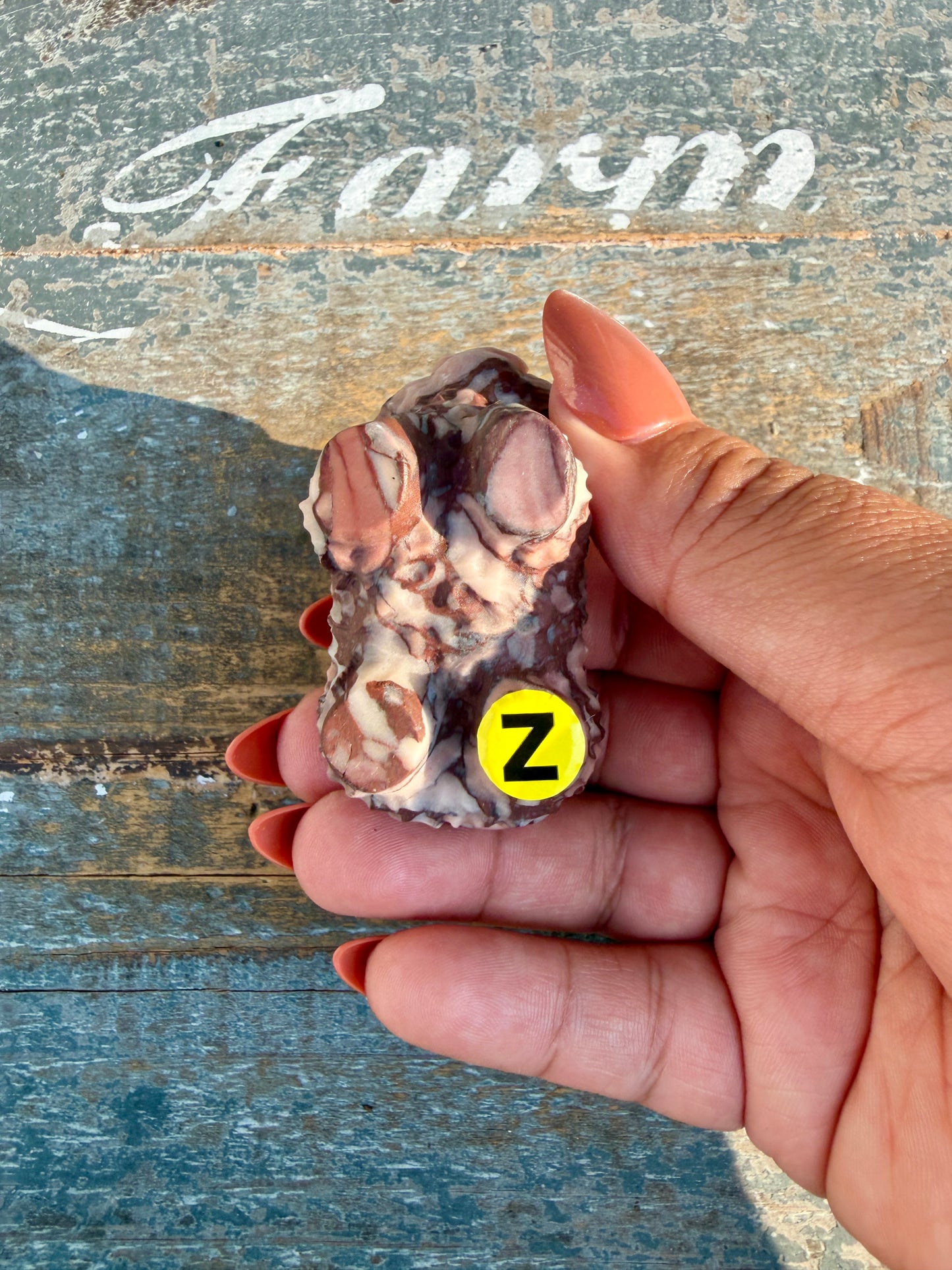 Adorable Desert Plain Jasper Highland Cow | Opt Z