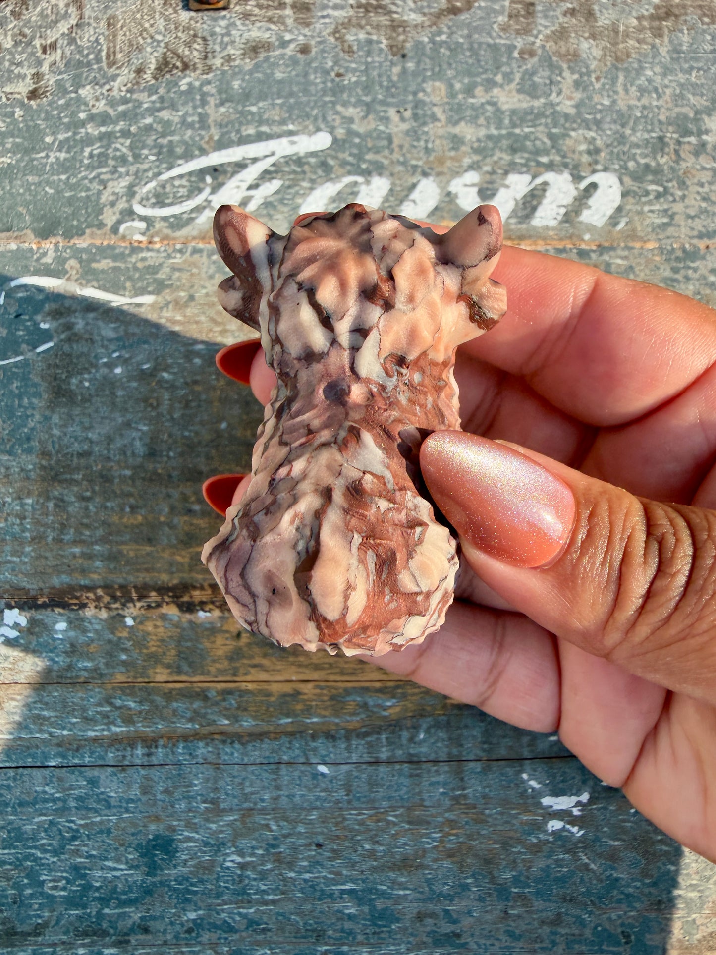 Adorable Desert Plain Jasper Highland Cow | Opt Z