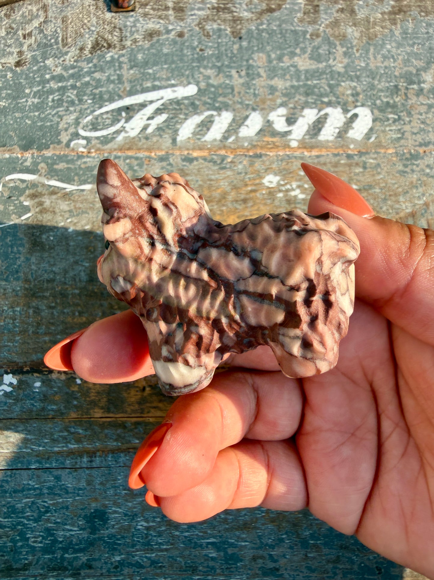 Adorable Desert Plain Jasper Highland Cow | Opt Z