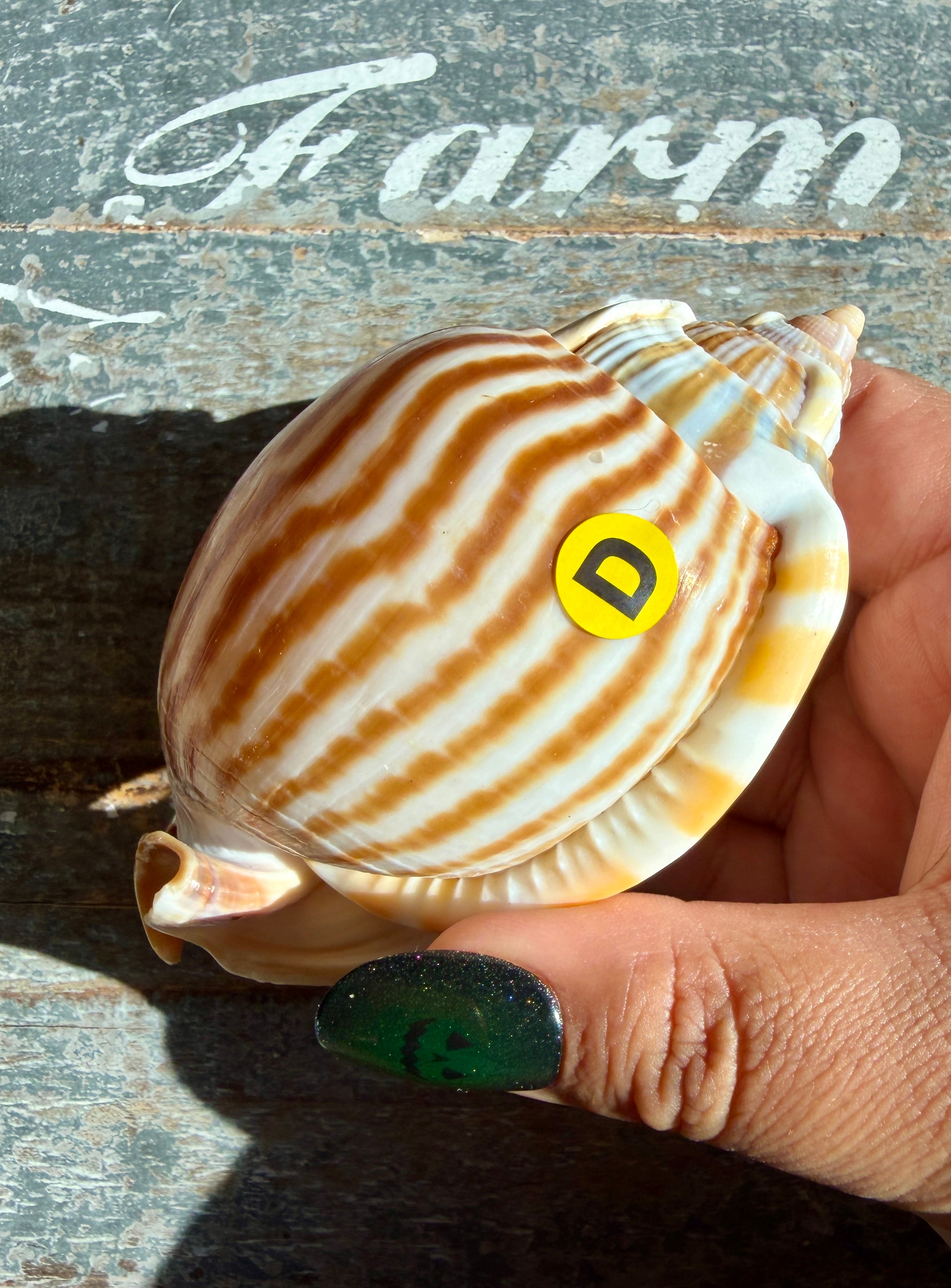 Gorgeous Golden Banded Tun Shell | Oceanic Heirloom | Opt D ...