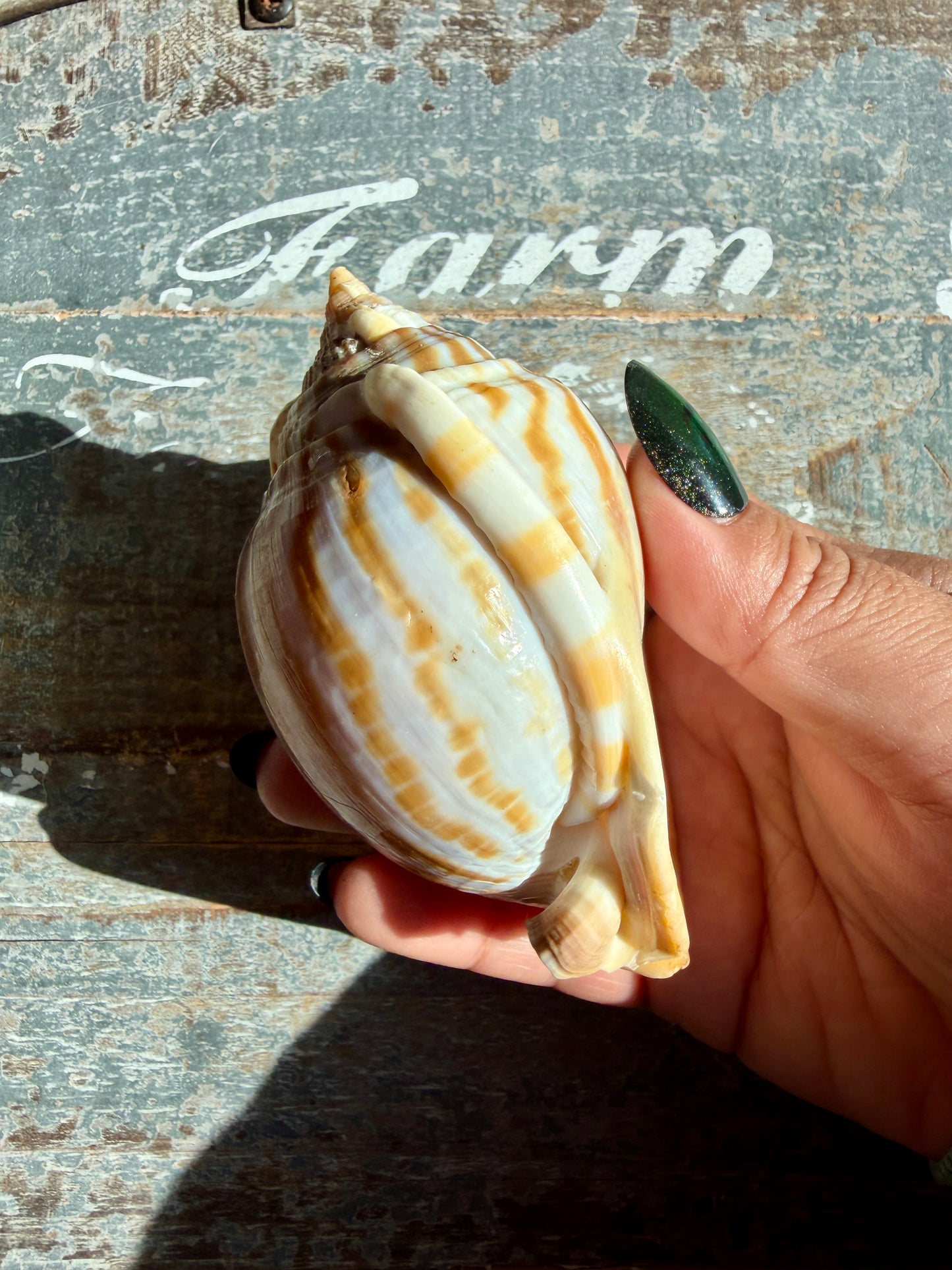 Gorgeous Golden Banded Tun Shell | Oceanic Heirloom | Opt C