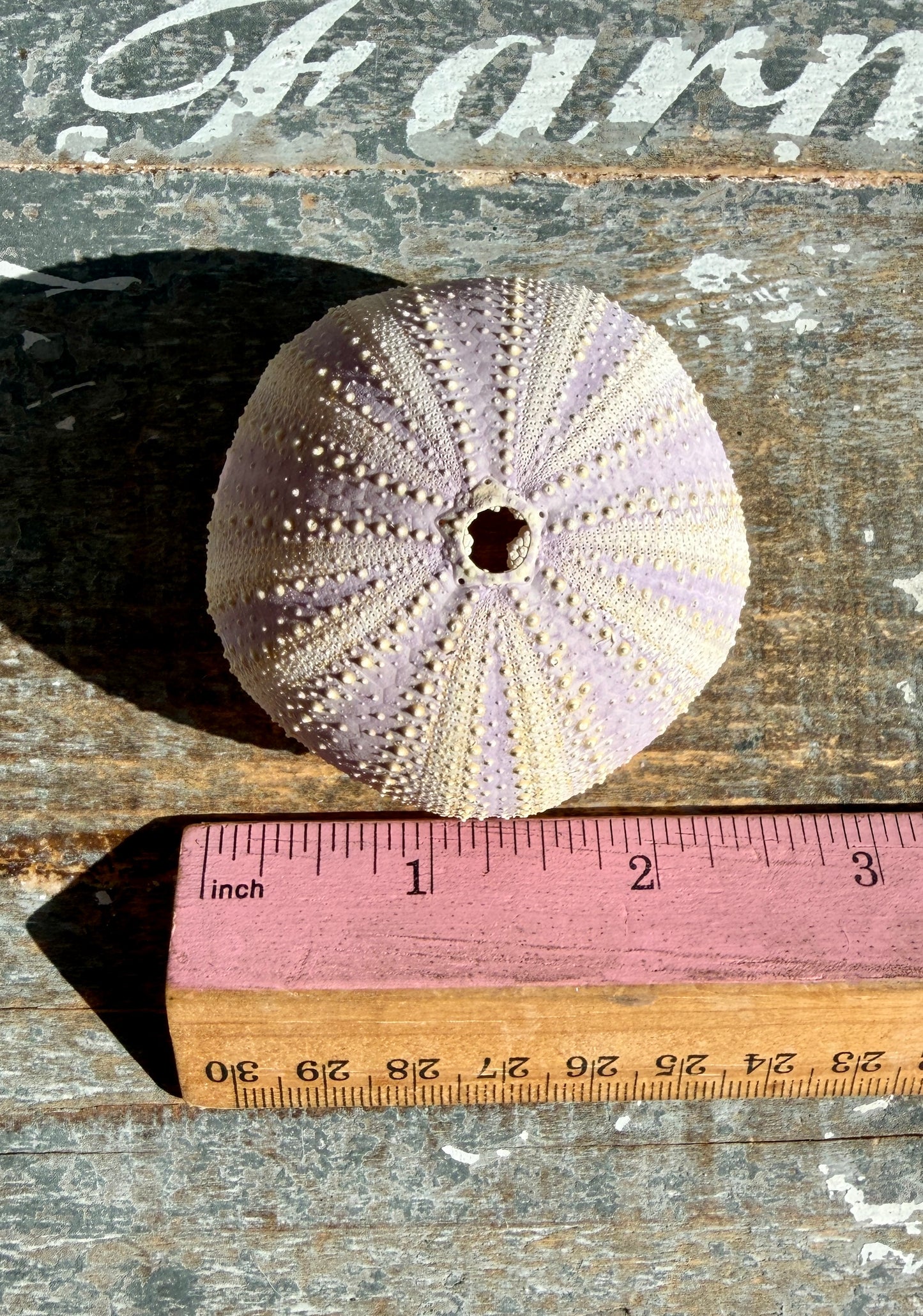 Gorgeous Lavender Sea Urchin Shell | Opt W