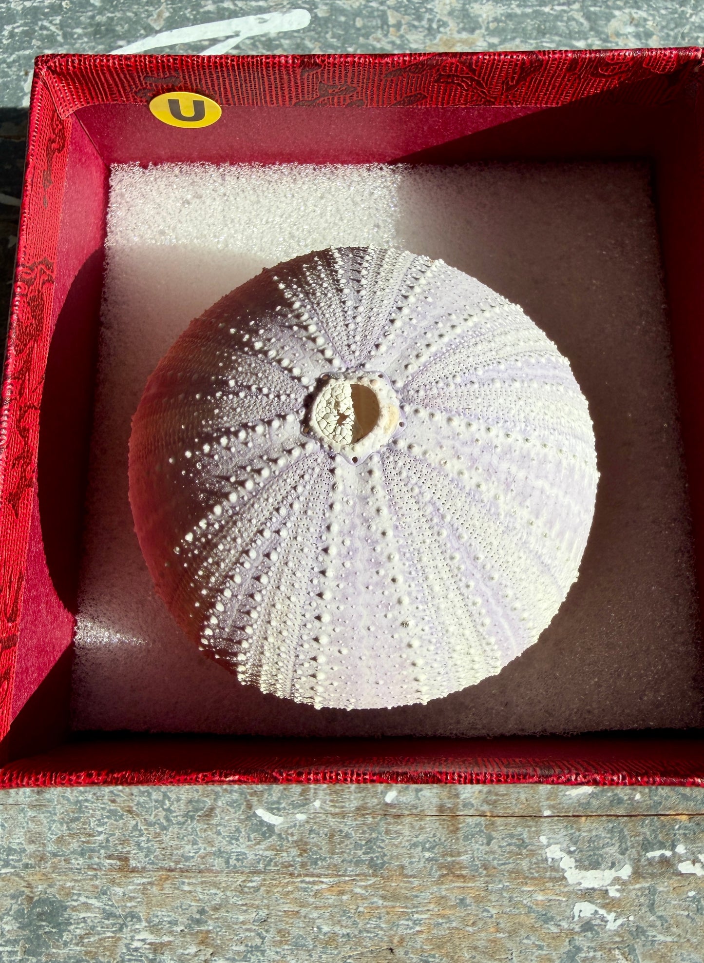 Gorgeous Lavender Sea Urchin Shell | Opt U