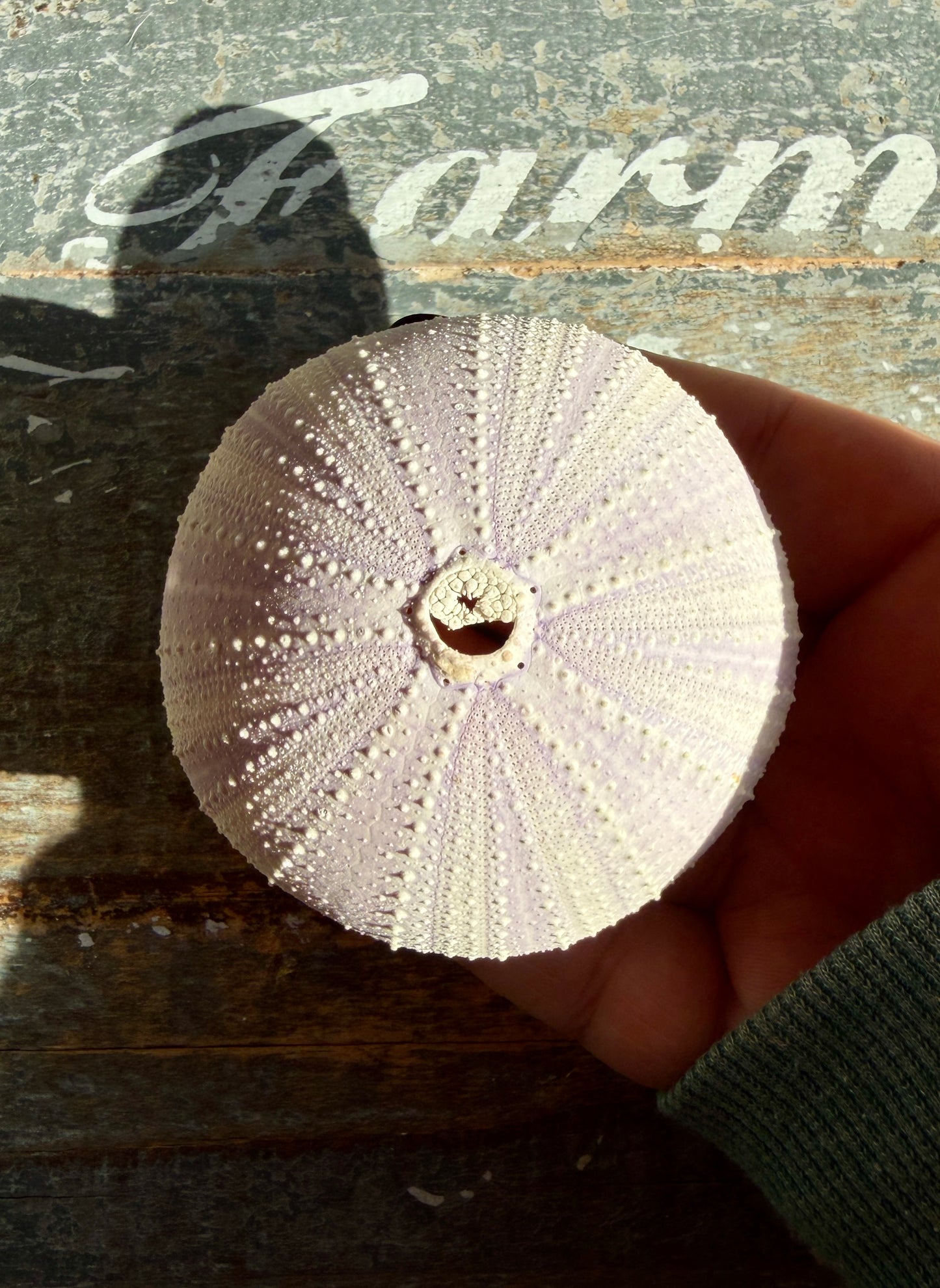 Gorgeous Lavender Sea Urchin Shell | Opt U