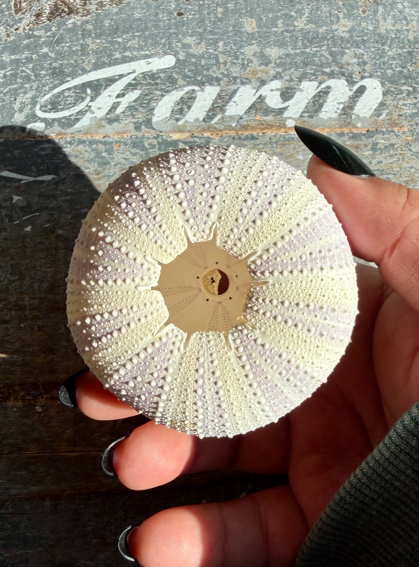 Gorgeous Lavender Sea Urchin Shell | Opt U