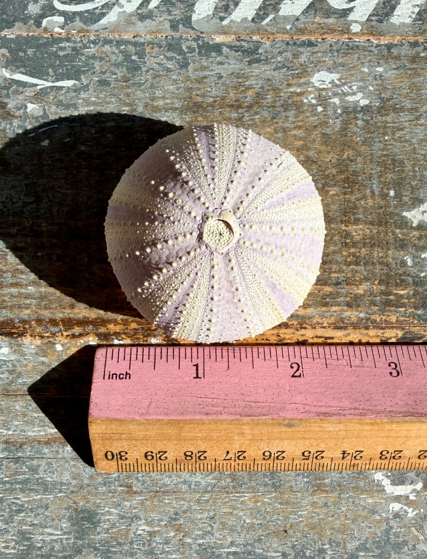 Gorgeous Lavender Sea Urchin Shell | Opt Y