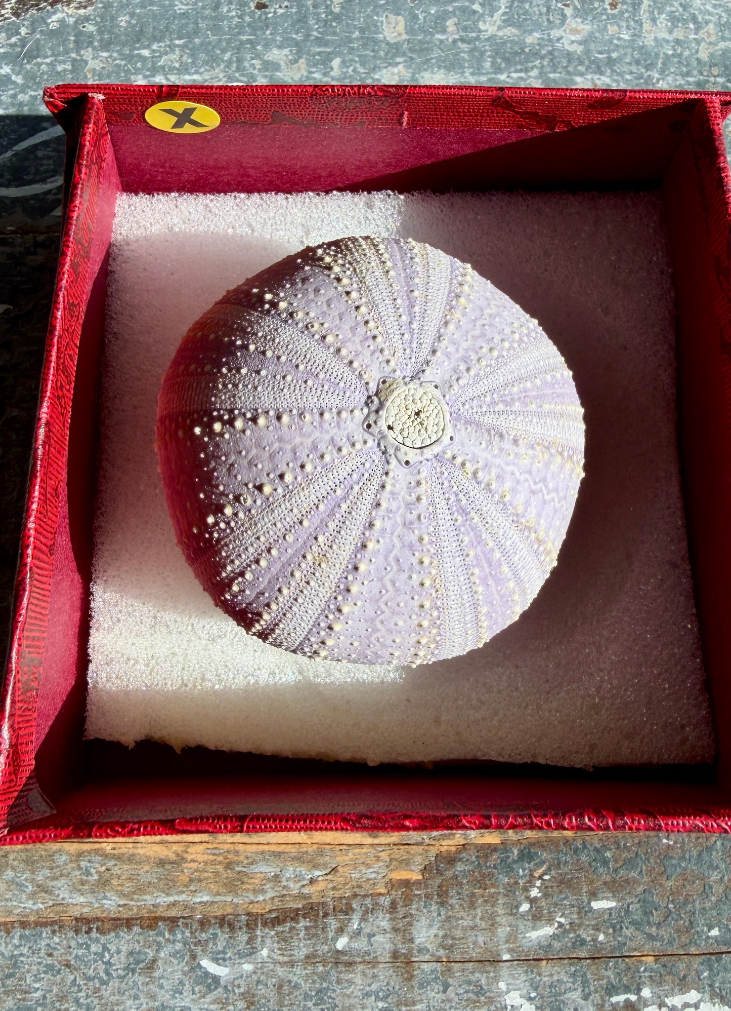 Gorgeous Lavender Sea Urchin Shell | Opt X