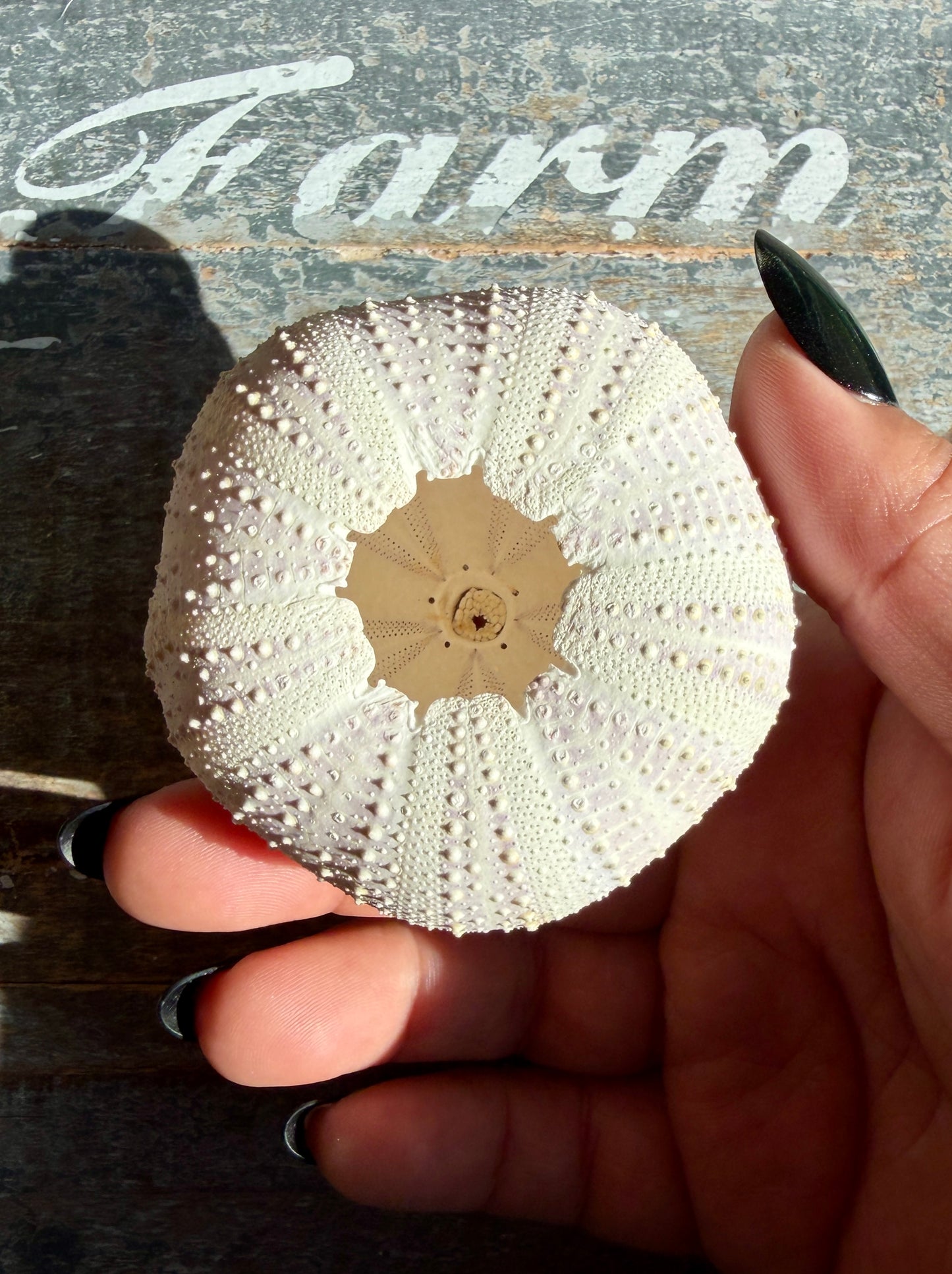 Gorgeous Lavender Sea Urchin Shell | Opt Z