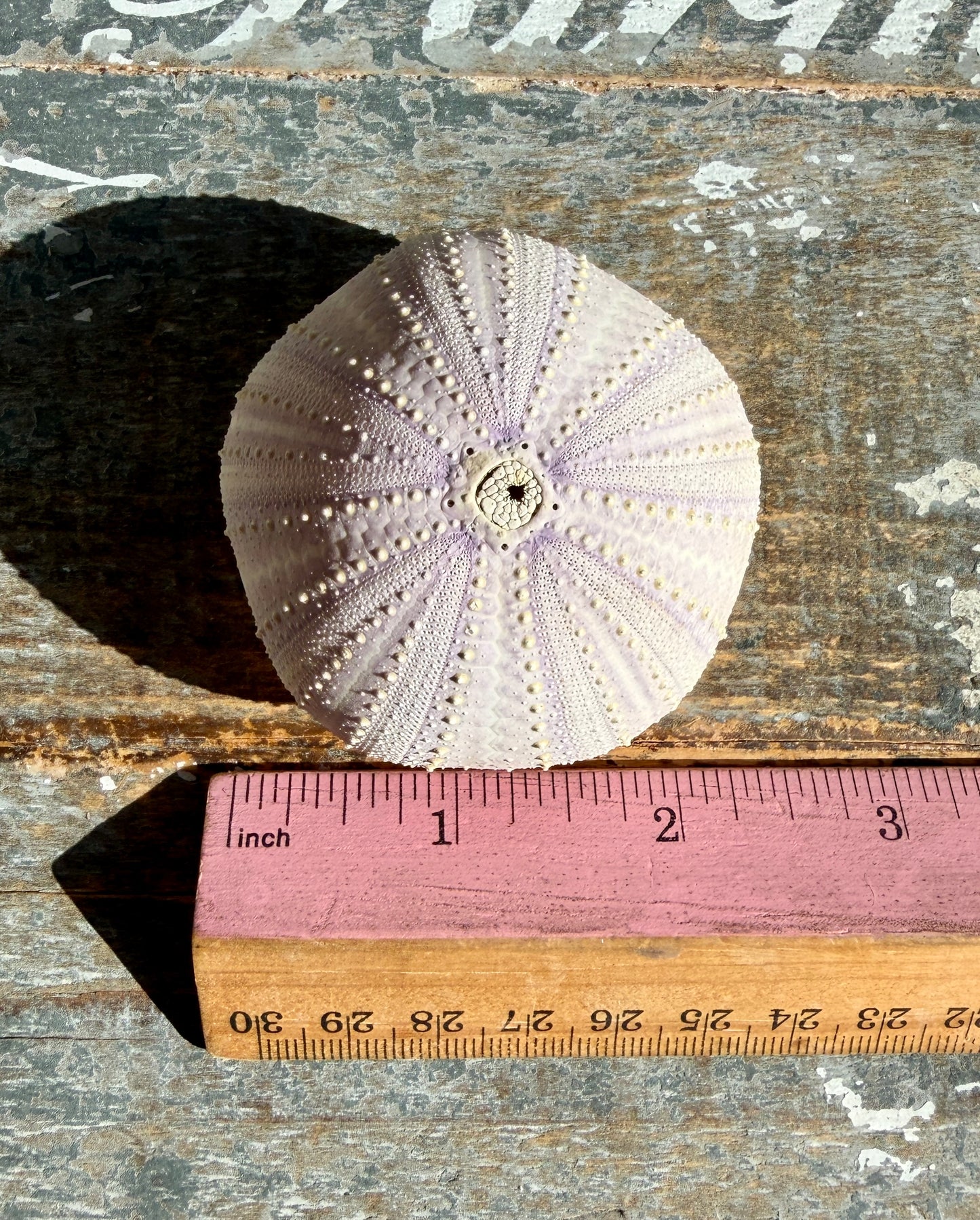 Gorgeous Lavender Sea Urchin Shell | Opt Z