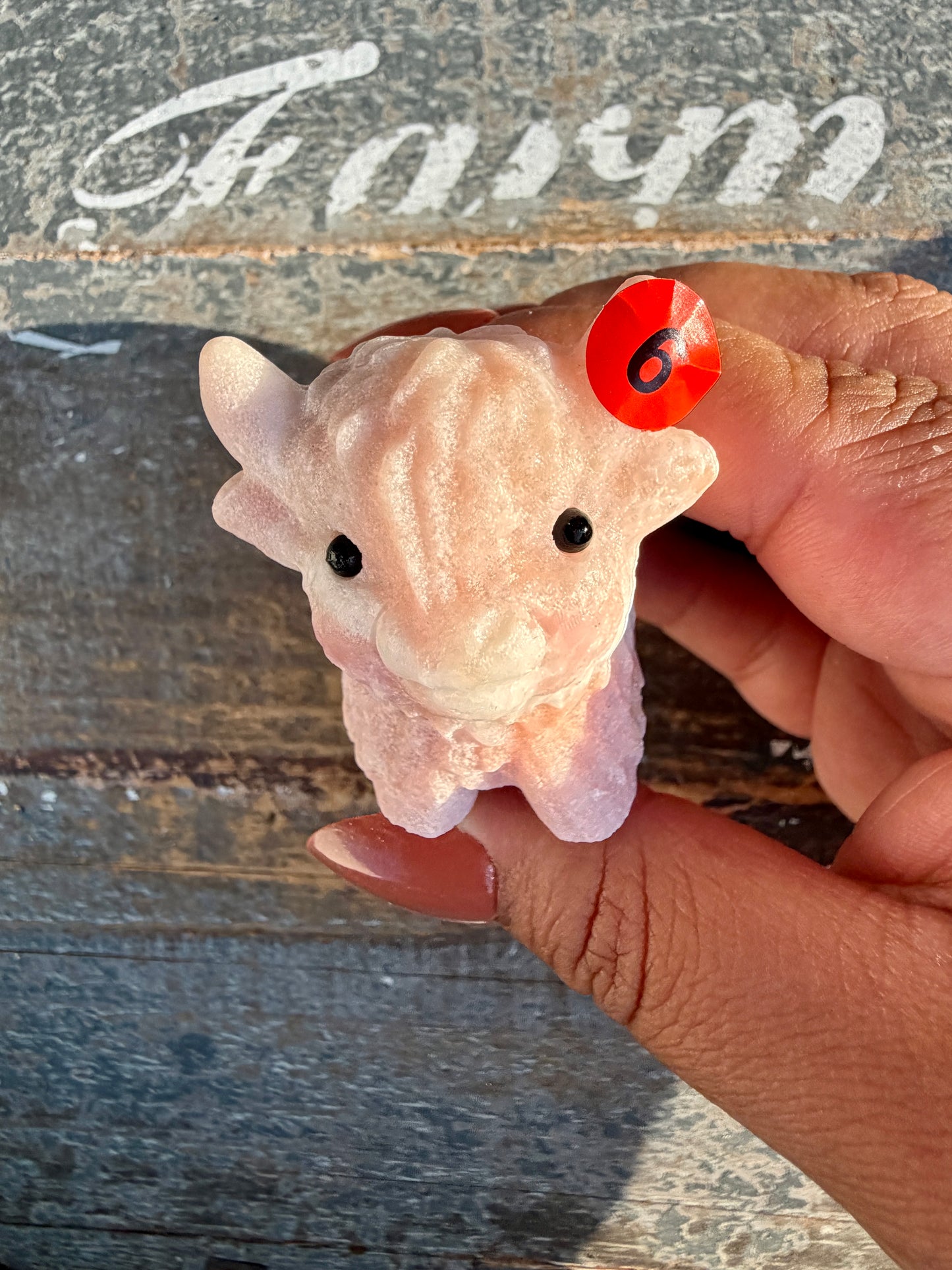 Adorable Pink Opal Highland Cow | Opt 6