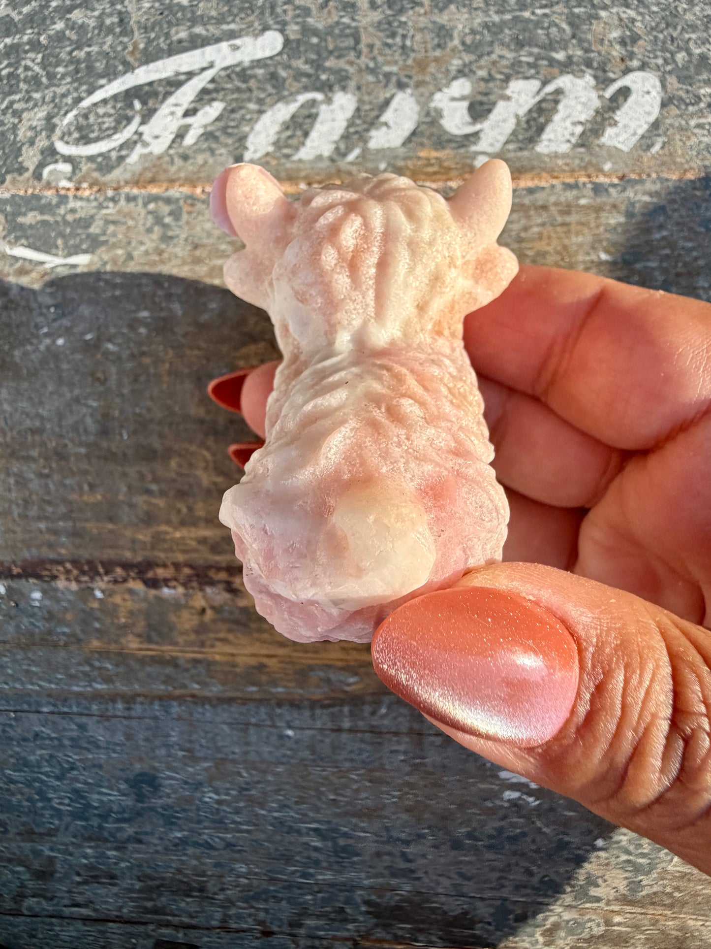 Adorable Pink Opal Highland Cow | Opt 6