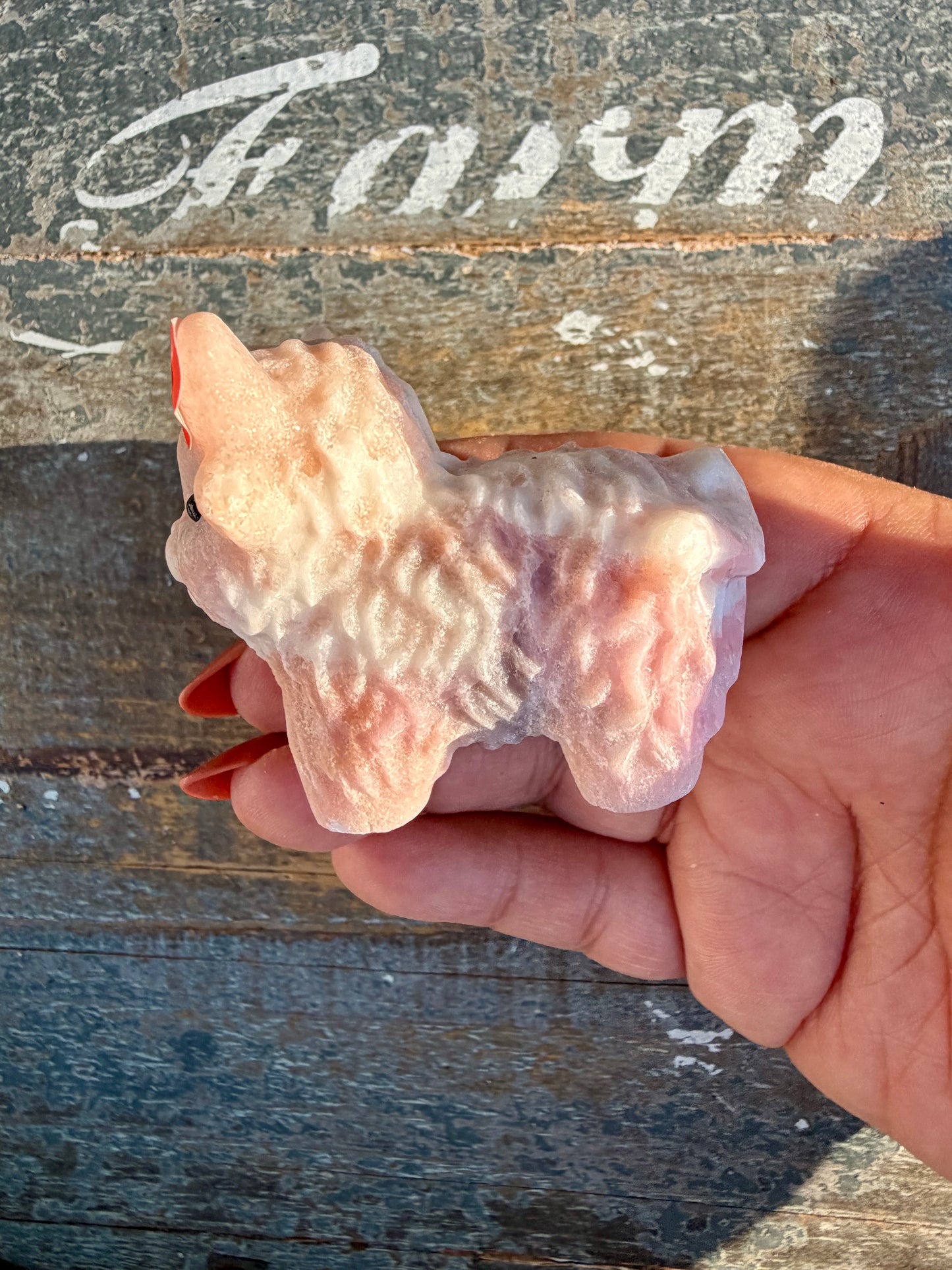 Adorable Pink Opal Highland Cow | Opt 6